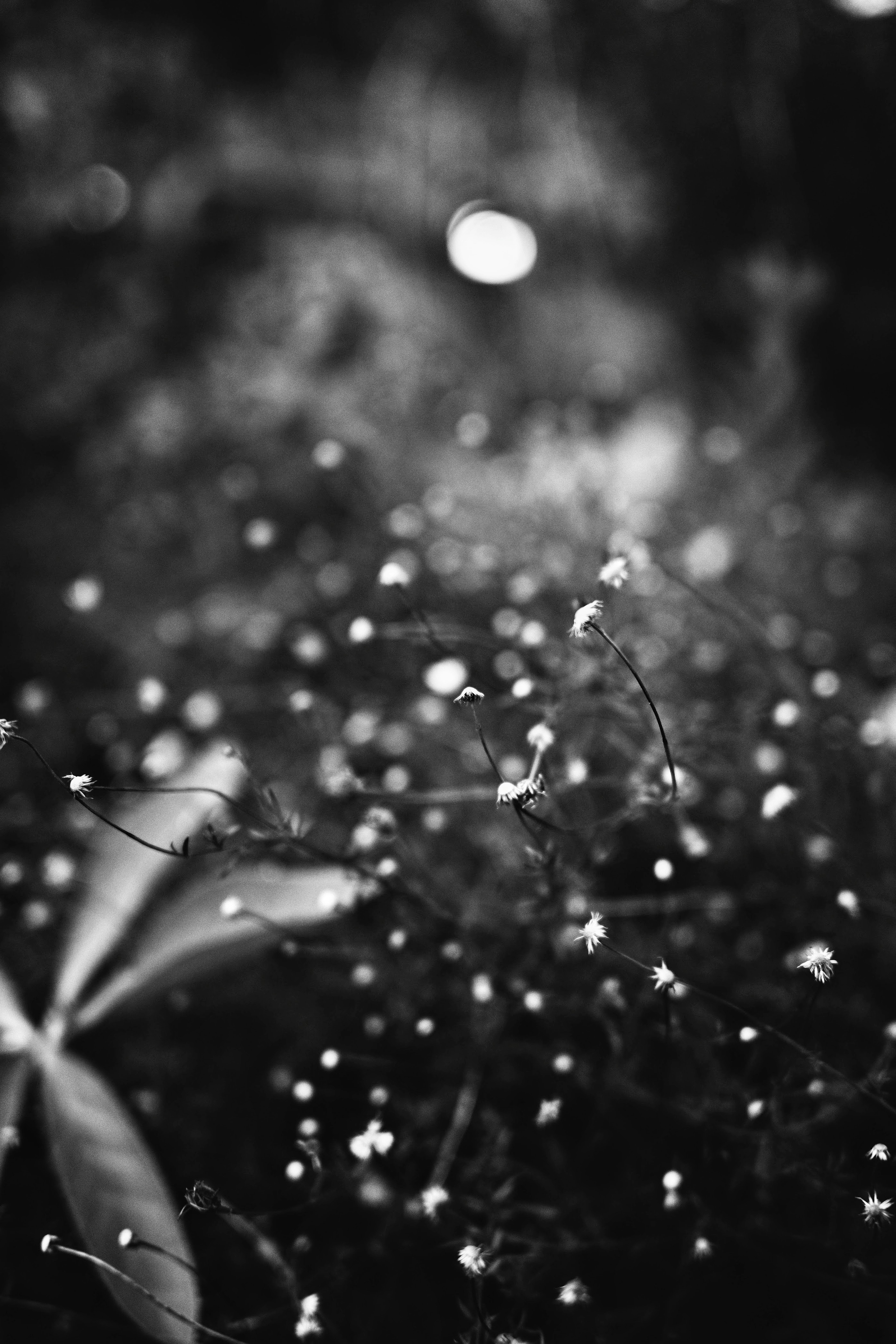 Image floue présentant de petites fleurs éparpillées sur un fond noir et blanc