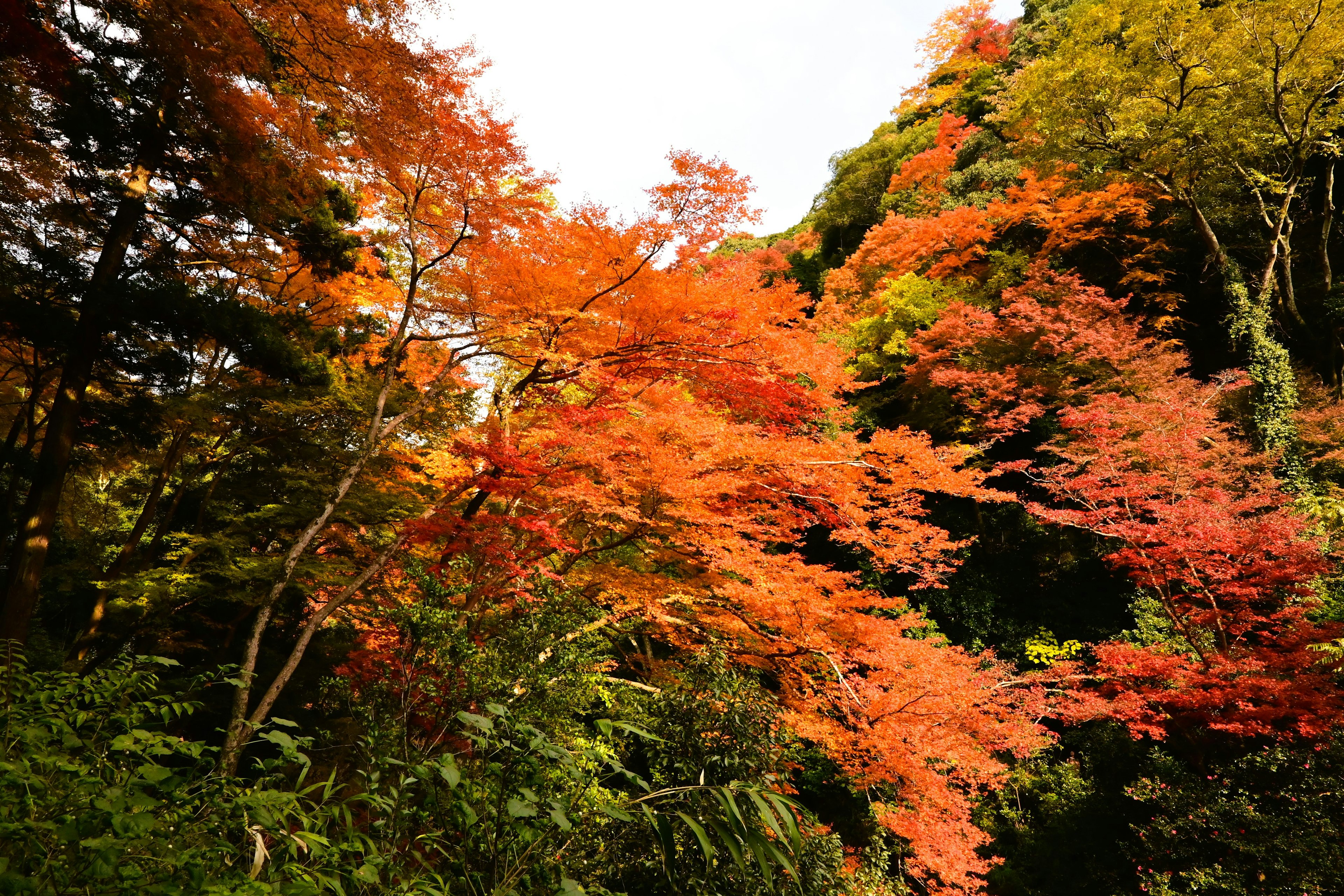 秋の紅葉した木々が広がる風景