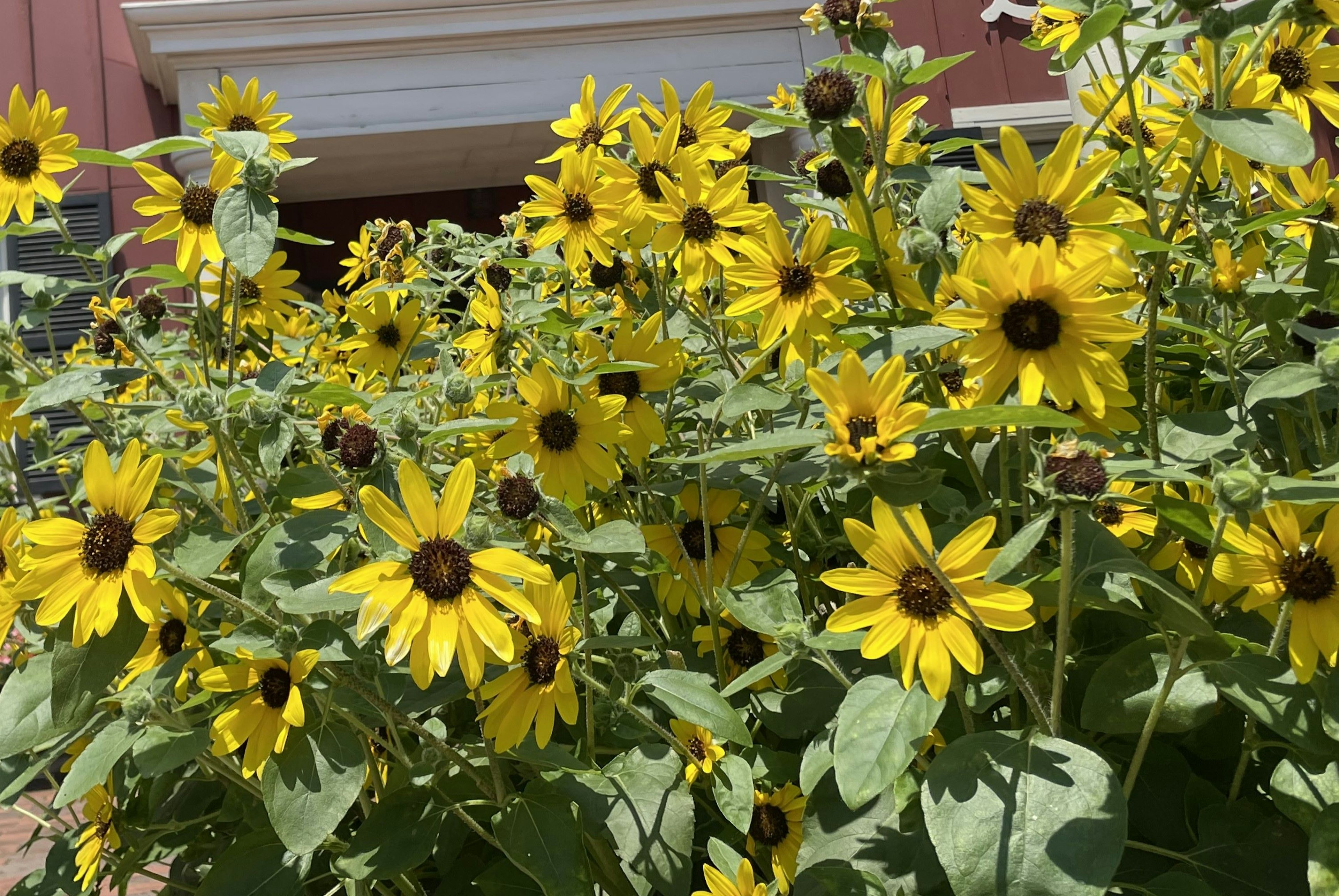 Vibrant yellow sunflowers blooming in a garden