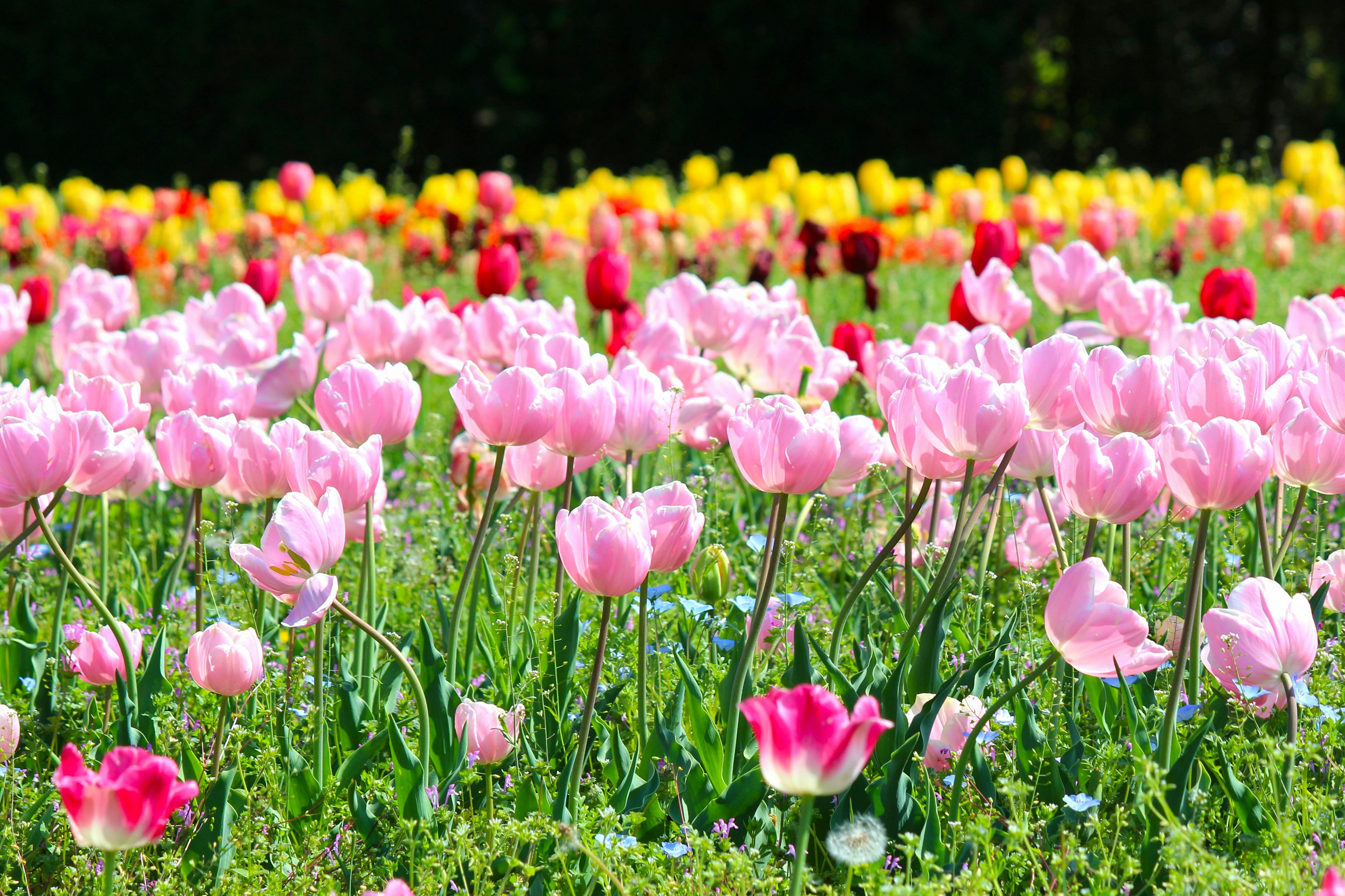 Ein lebendiges Feld mit blühenden Tulpen in verschiedenen Farben