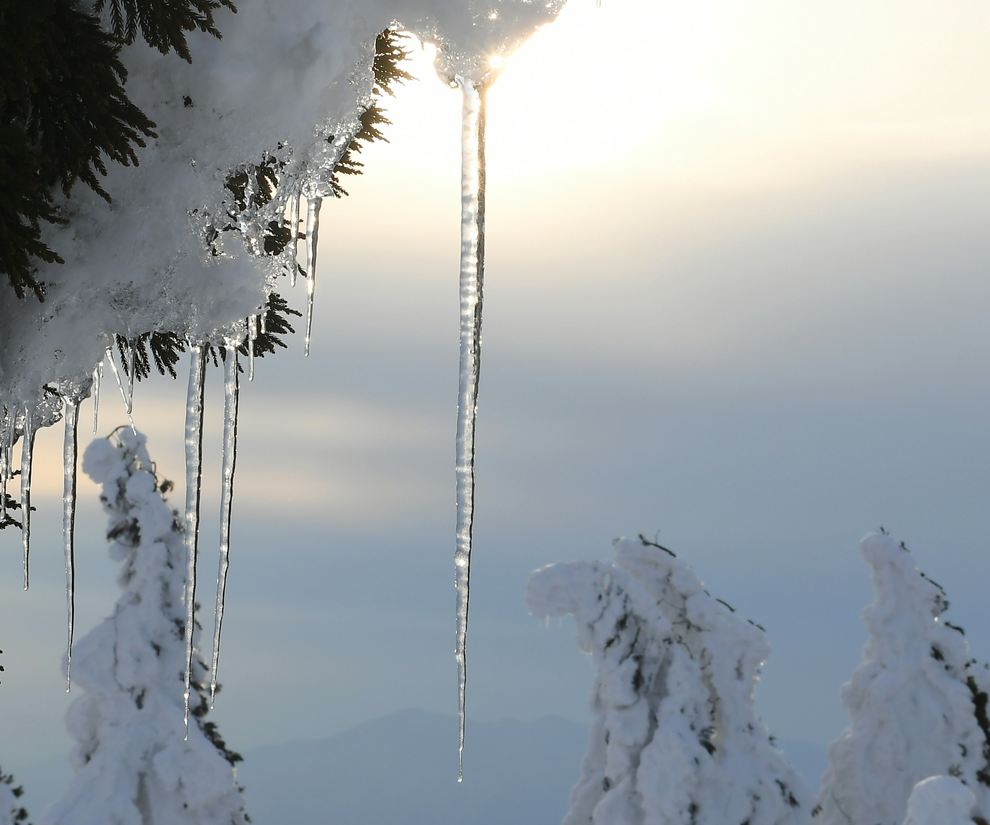 冬季景觀，有積雪的樹木和冰柱