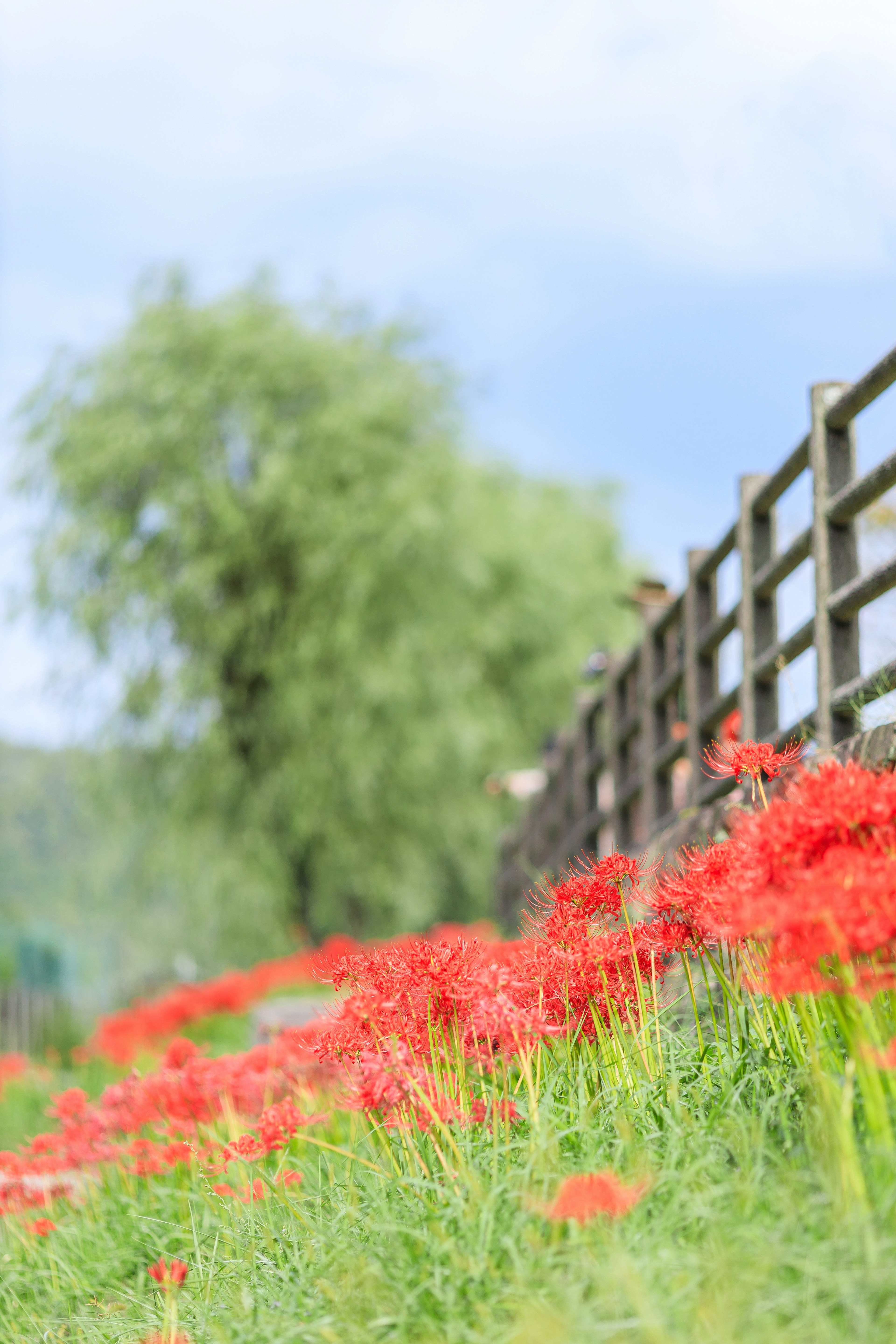 Campo de flores rojas con una cerca de madera y árboles al fondo