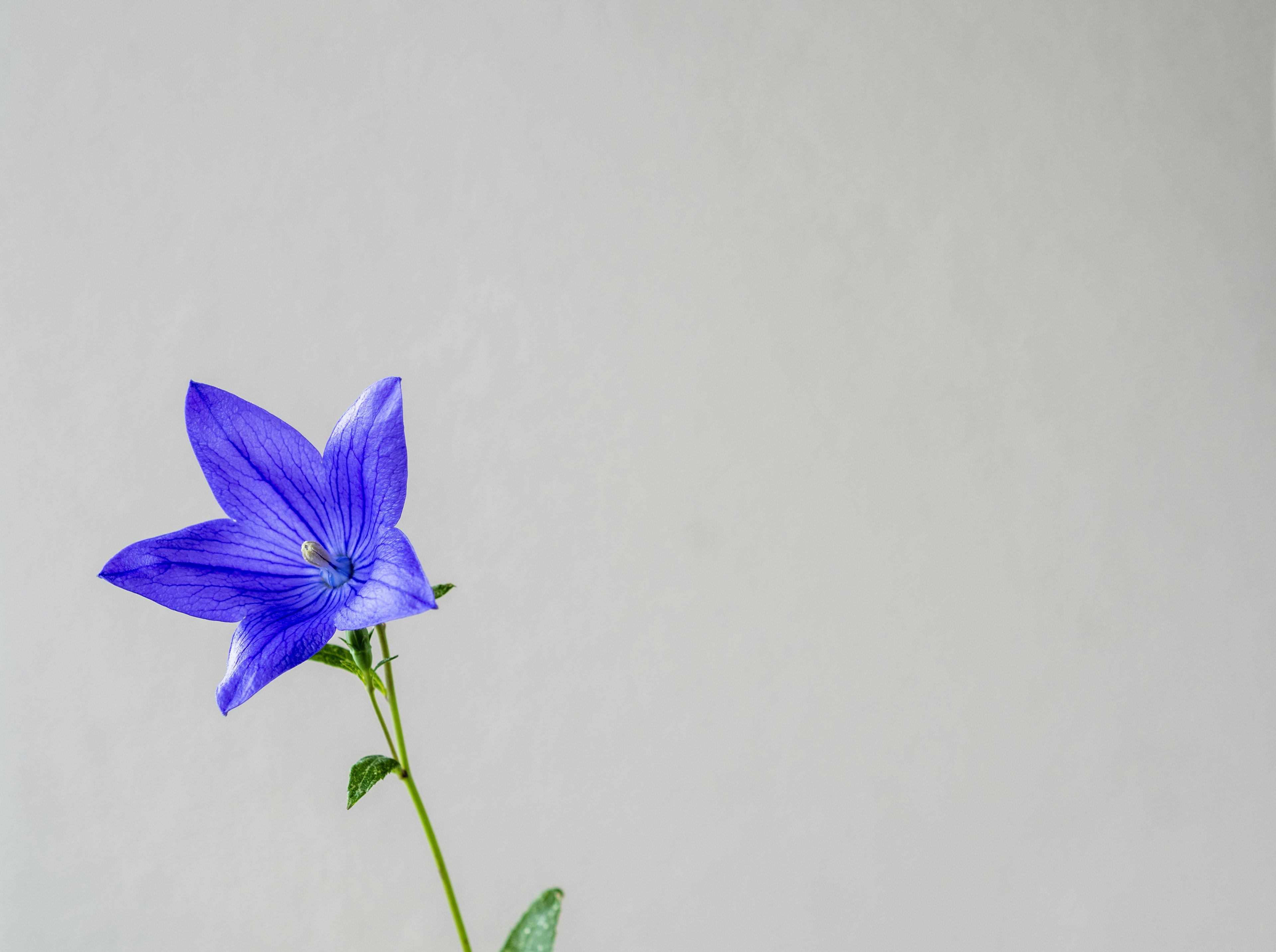 Einzelne blaue Blume mit einfachem Hintergrund