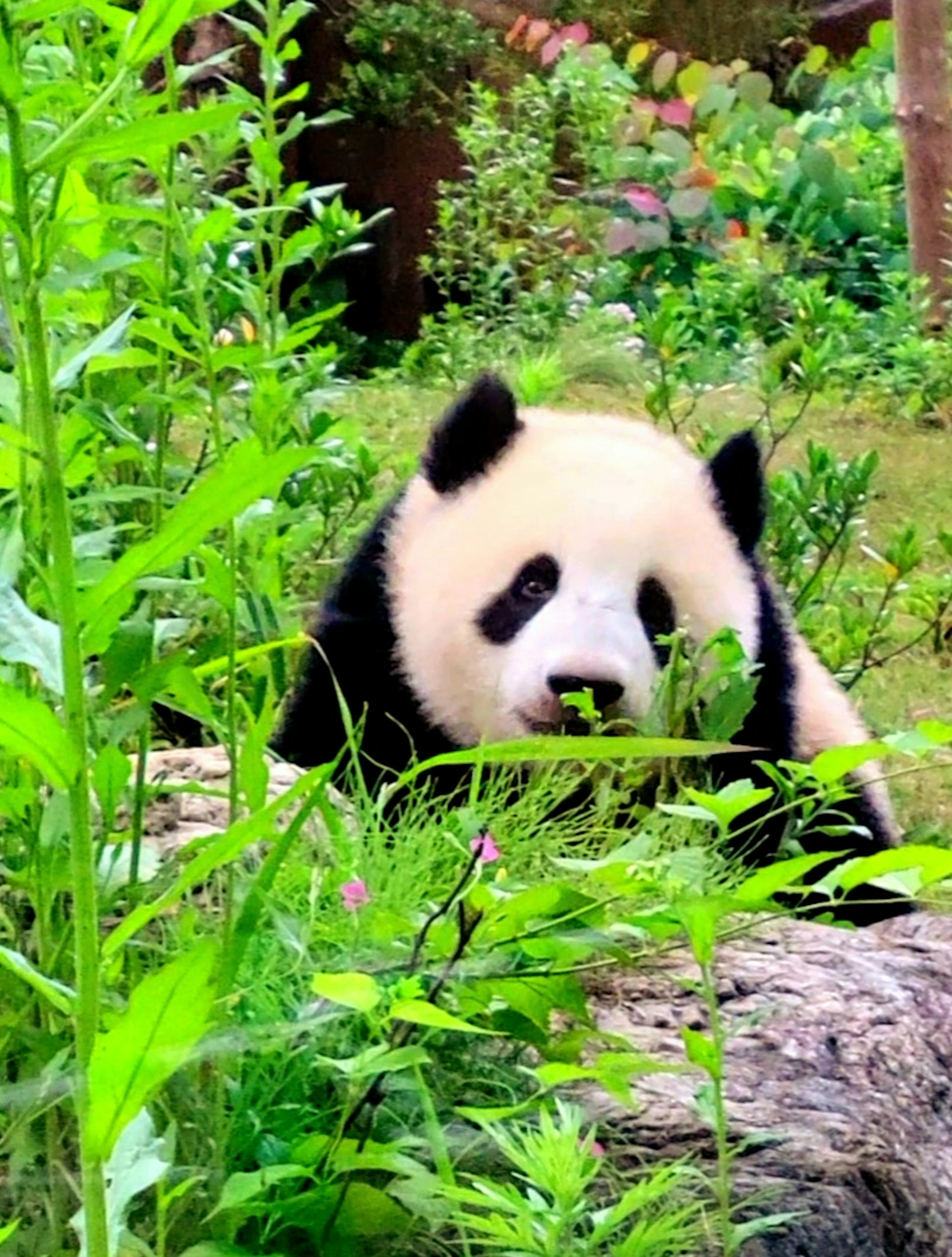 Seekor panda bersantai di atas batang kayu dikelilingi tanaman hijau