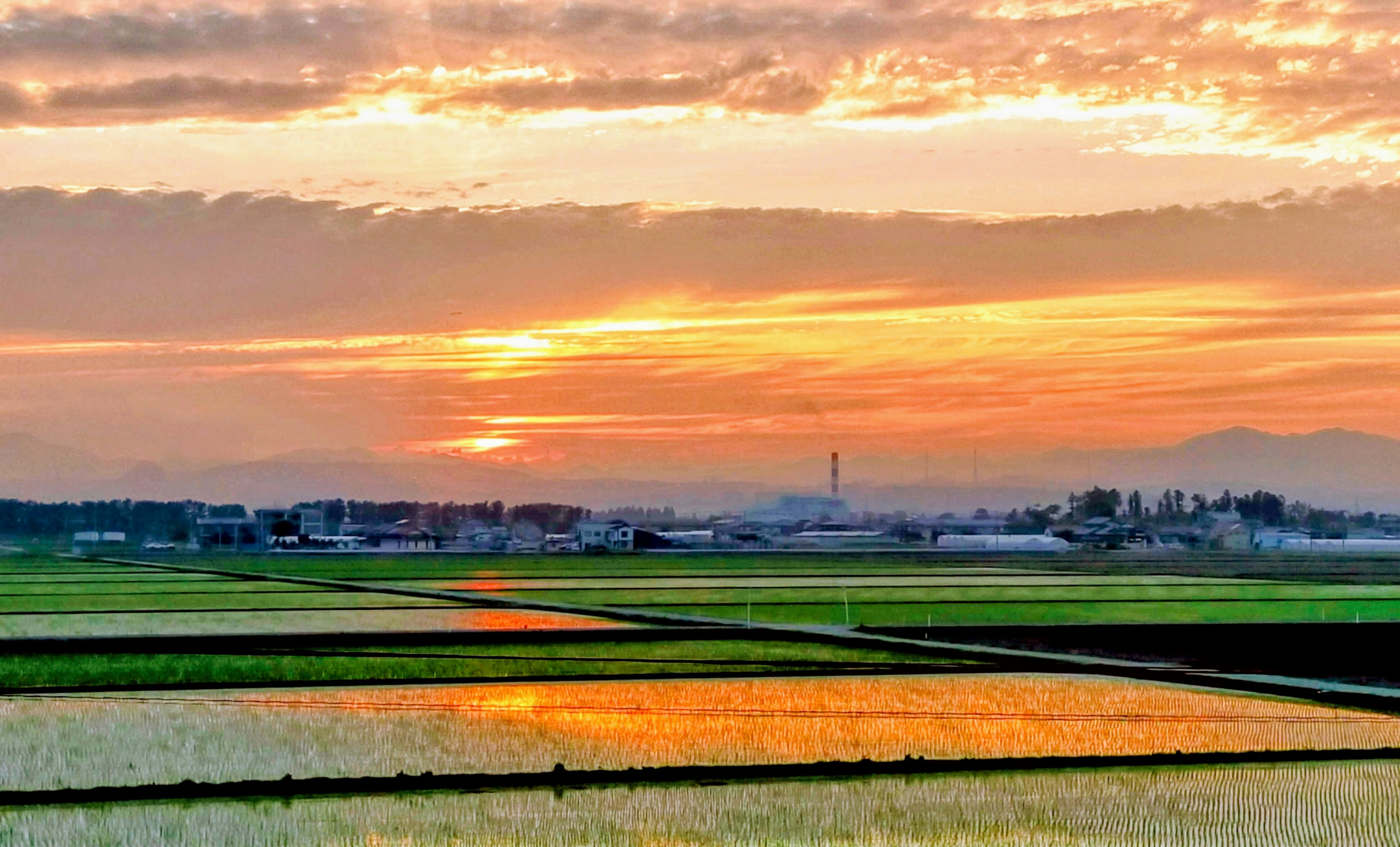 夕焼けの田園風景の美しい景色 緑色の稲田と水面の反射