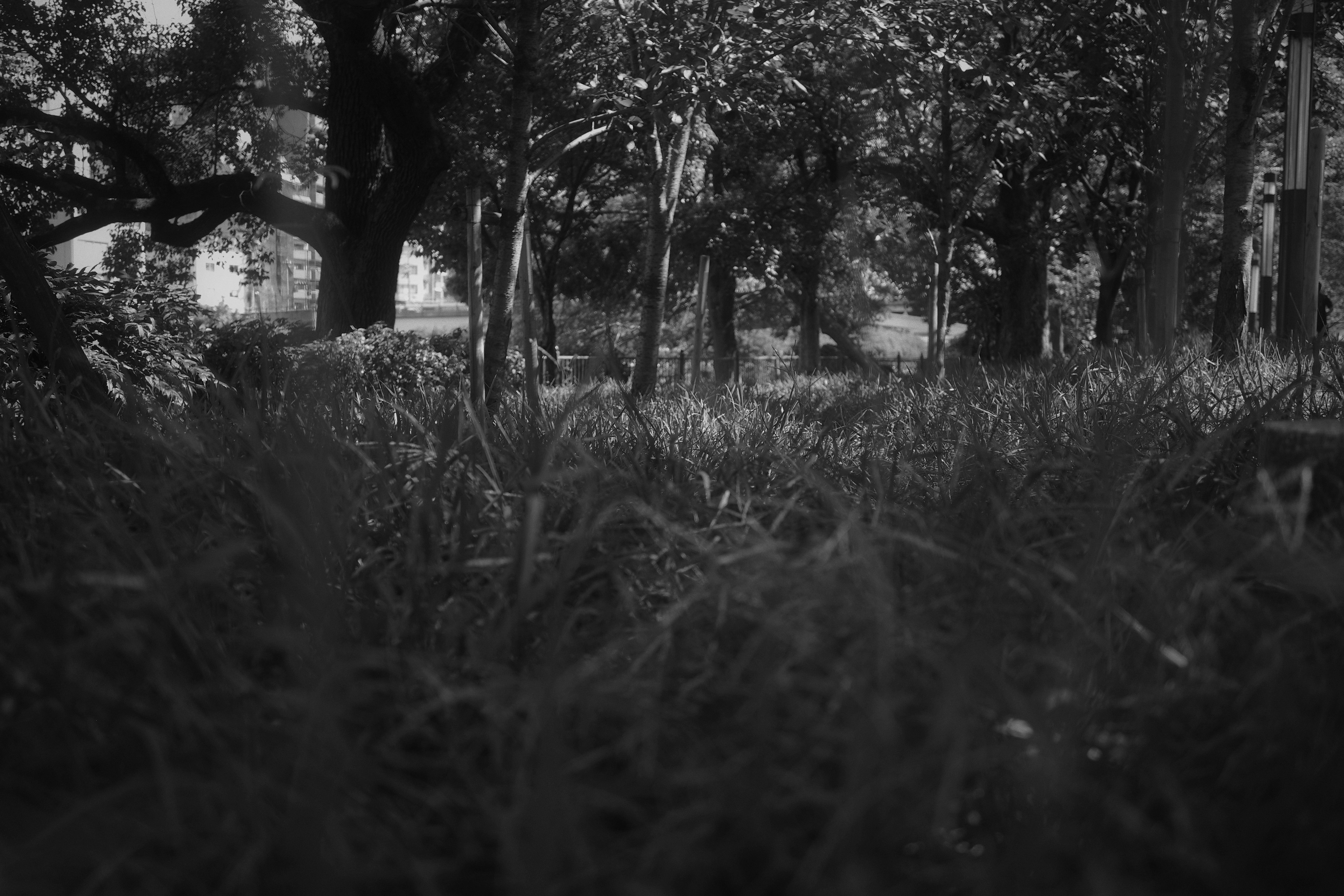 Black and white nature scene featuring trees in a grassy area from a low perspective