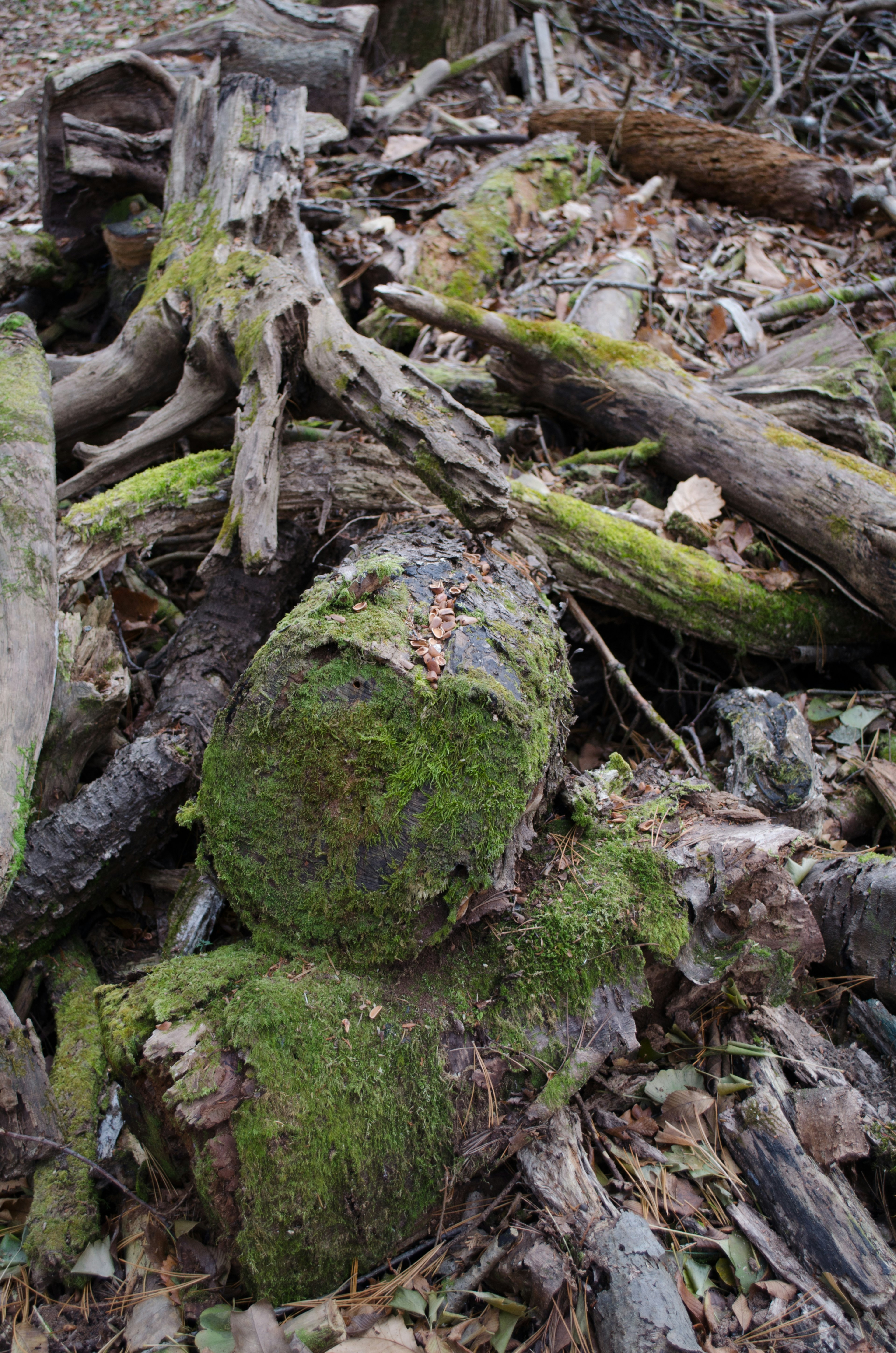 Moss-covered logs and fallen branches in a forest