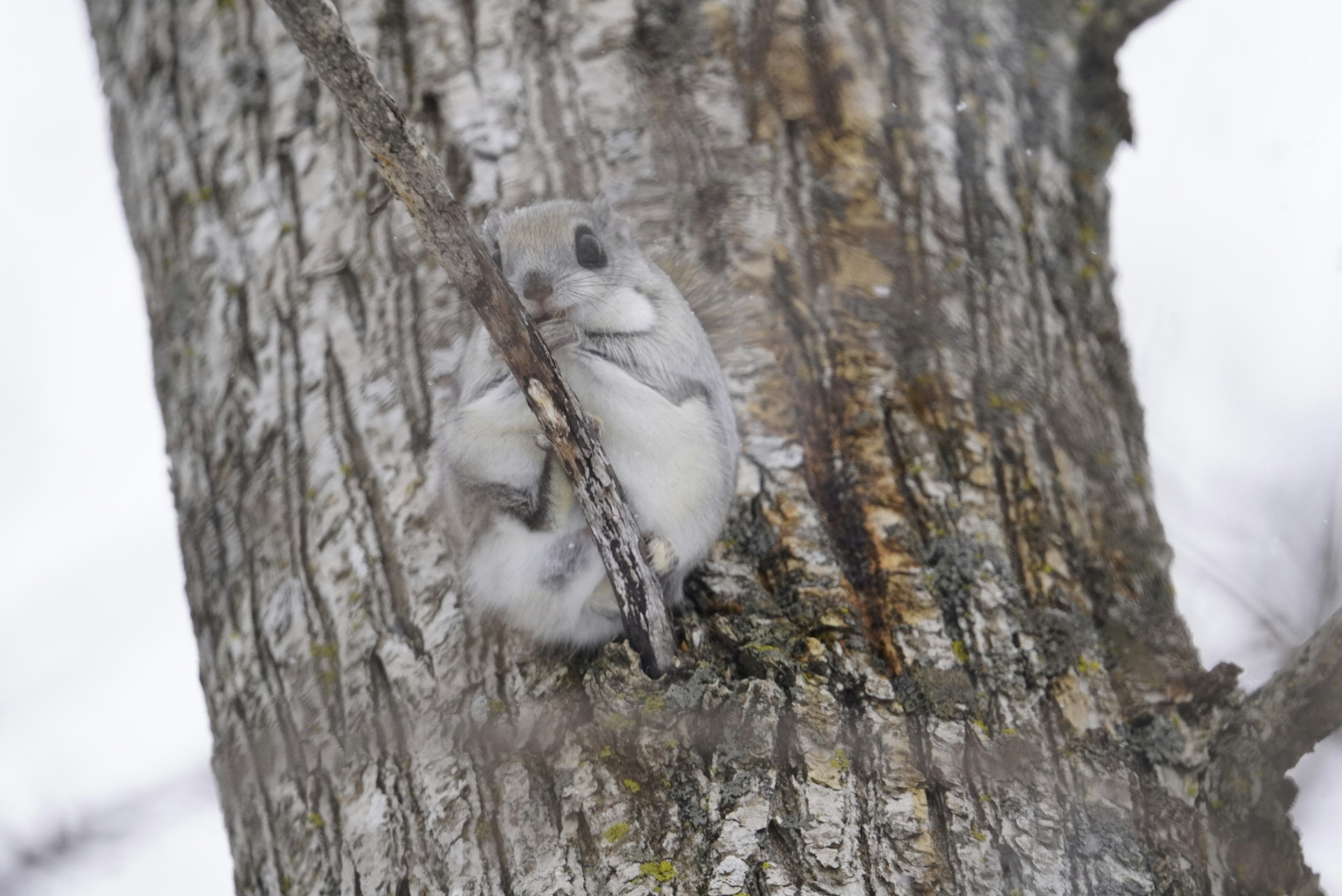 Two small animals resembling squirrels cuddling on a tree trunk