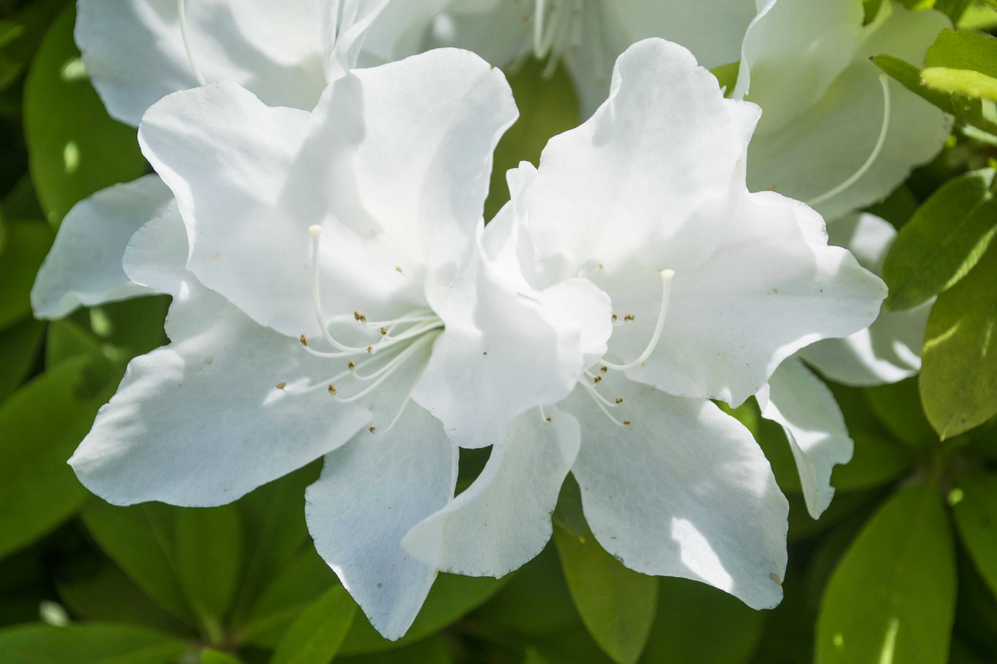 Two white flowers surrounded by green leaves