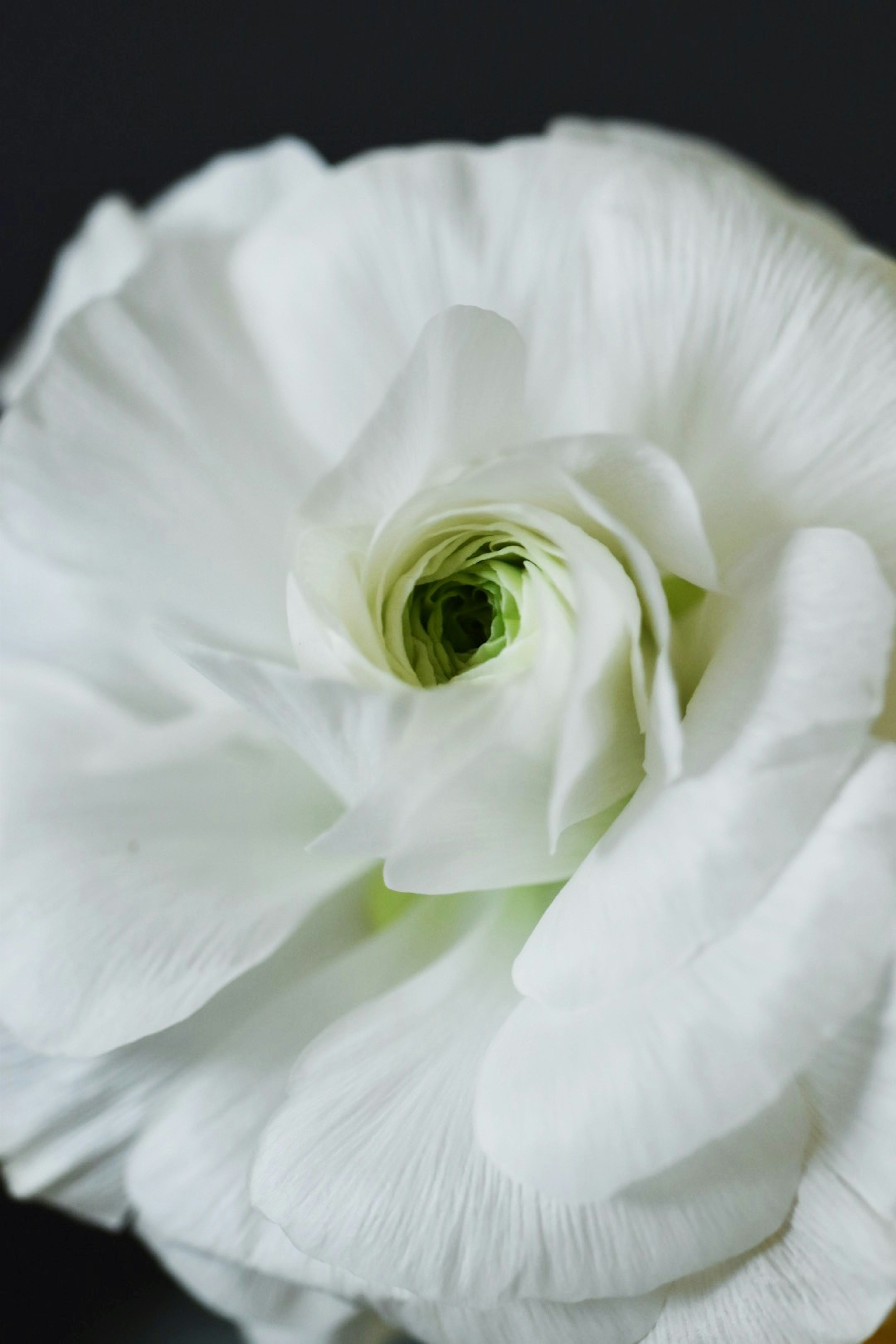 Primo piano di un fiore bianco con un centro verde distintivo