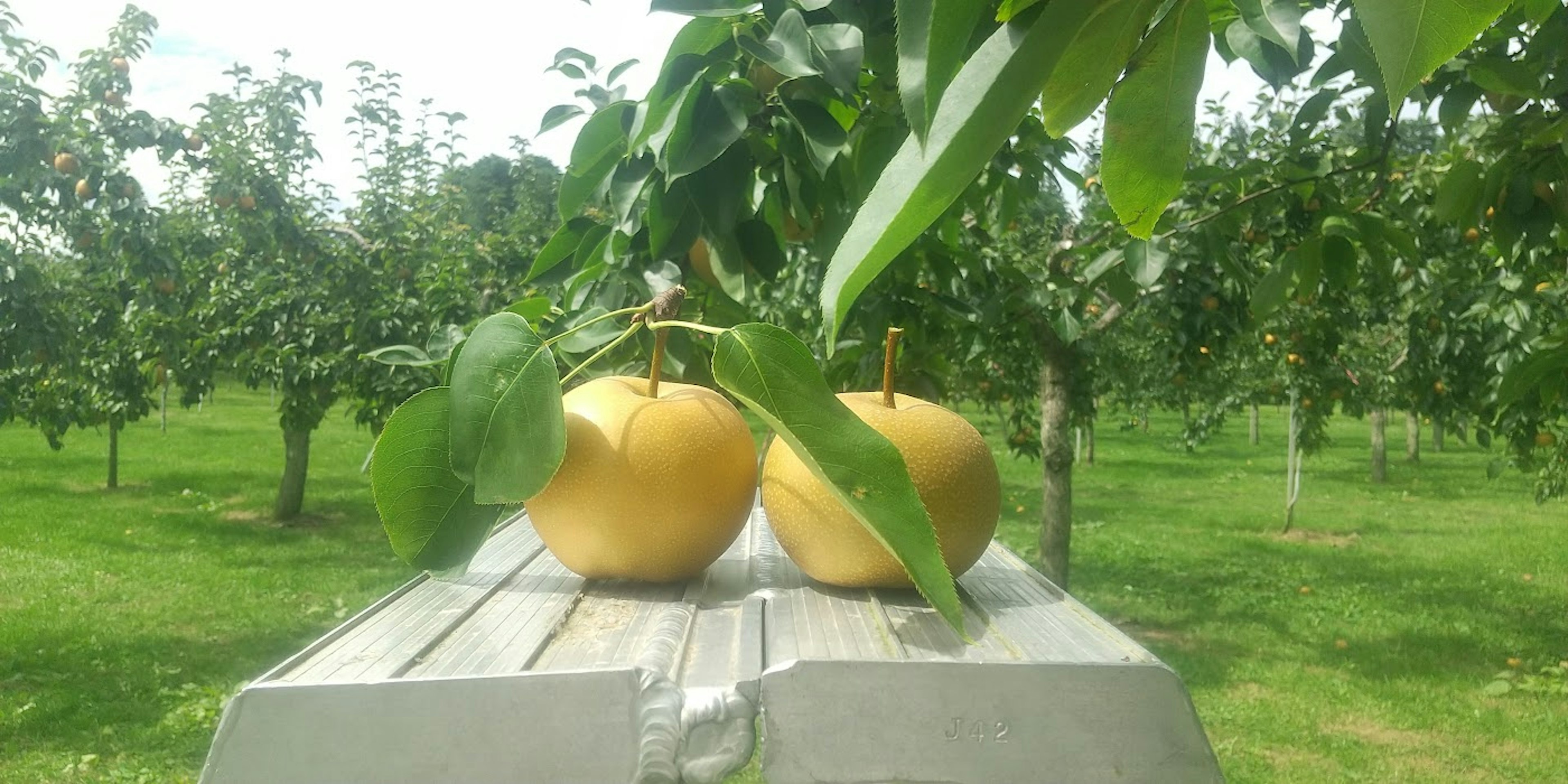 Two yellow pears resting on a wooden surface in an orchard