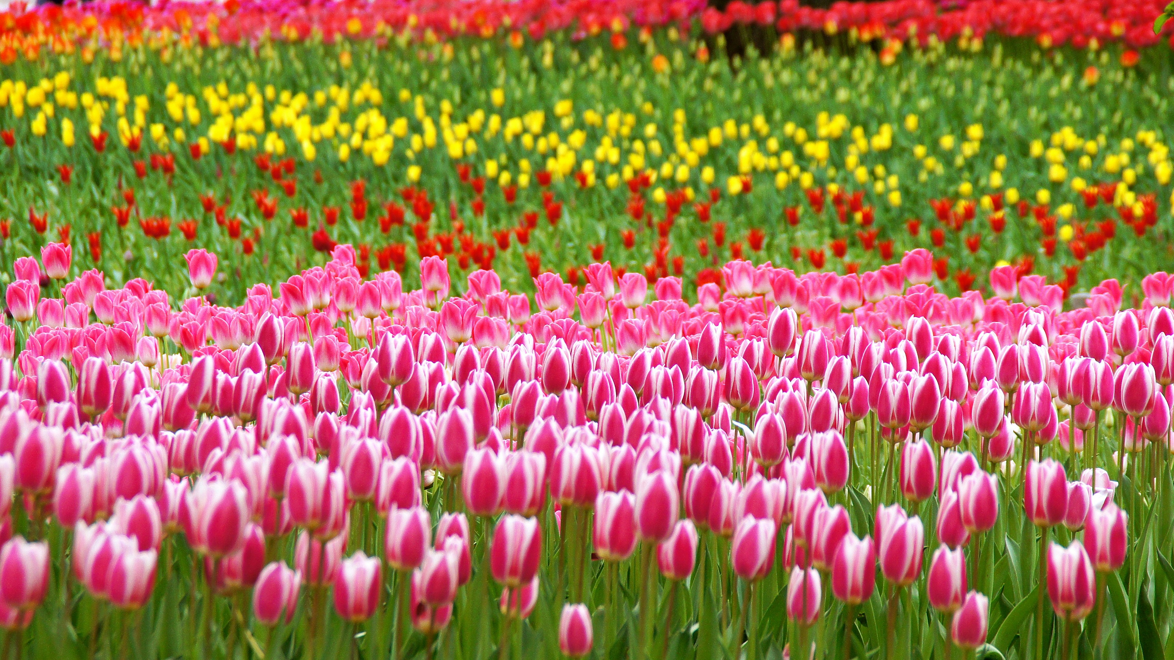 Champ de tulipes vibrant avec des fleurs roses rouges jaunes et oranges