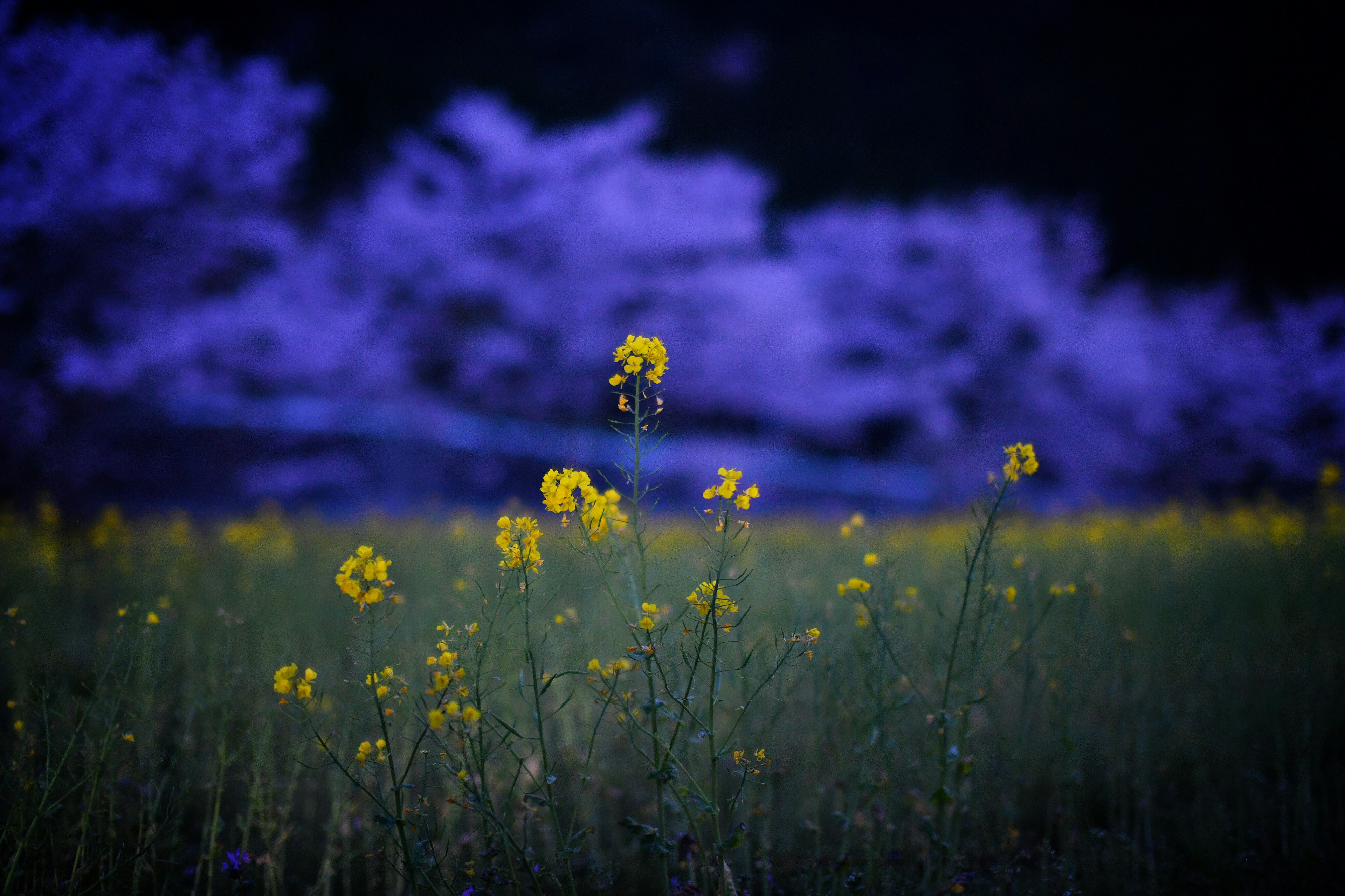 Gelbe Blumen blühen auf einem Feld mit lila Kirschbäumen im Hintergrund