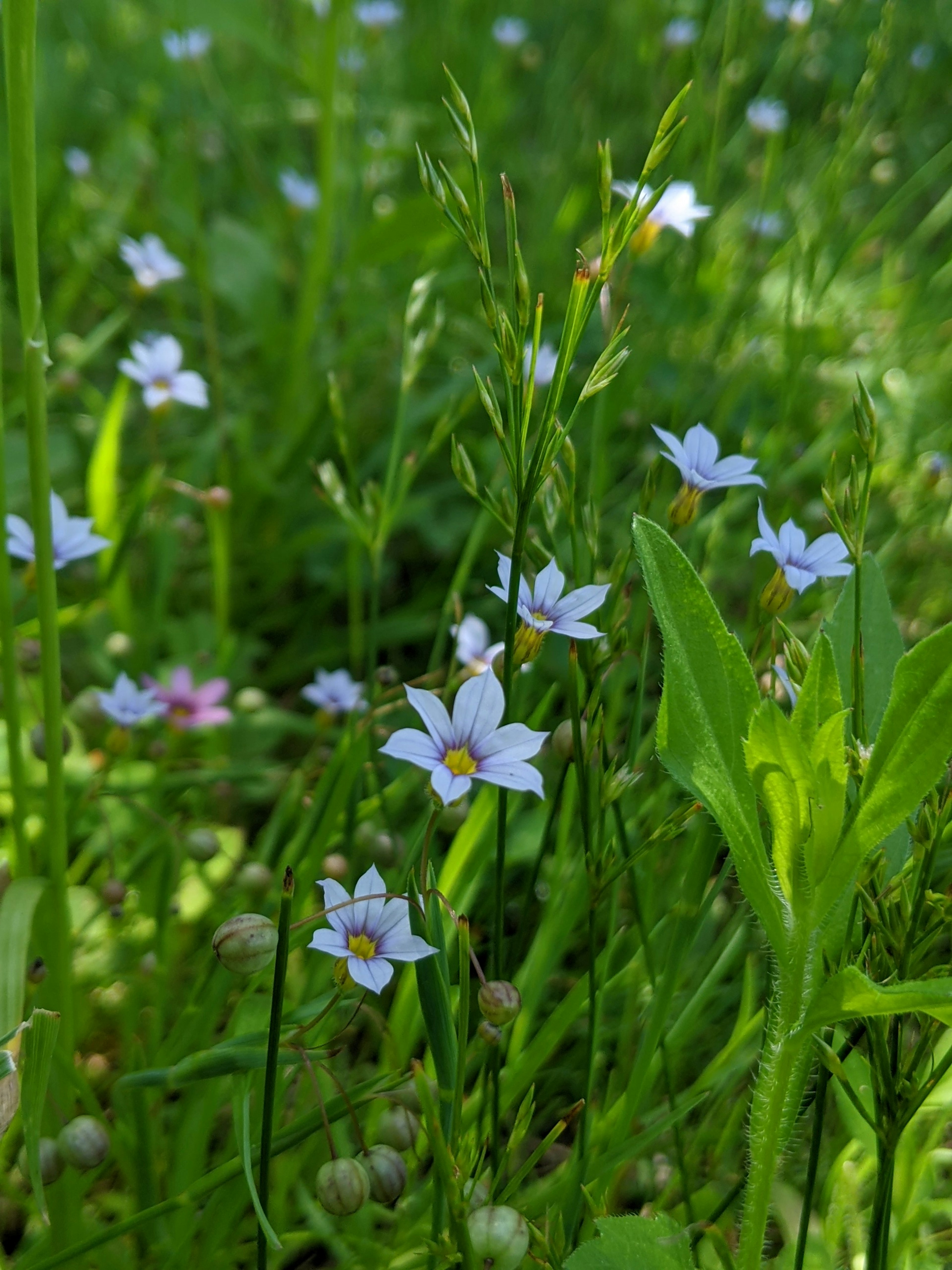 Pemandangan alami dengan bunga biru halus dan rumput hijau subur