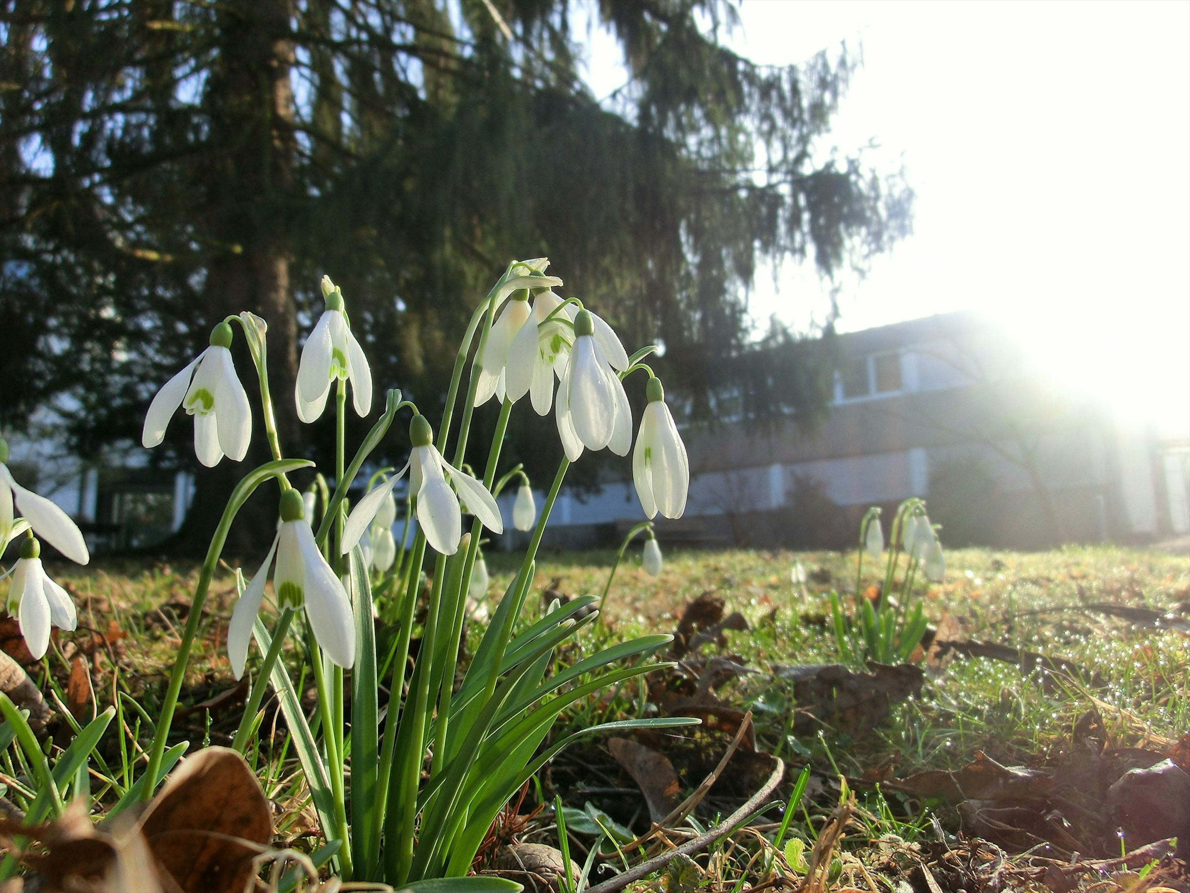 Fleurs de perce-neige fleurissant au soleil avec une maison en arrière-plan