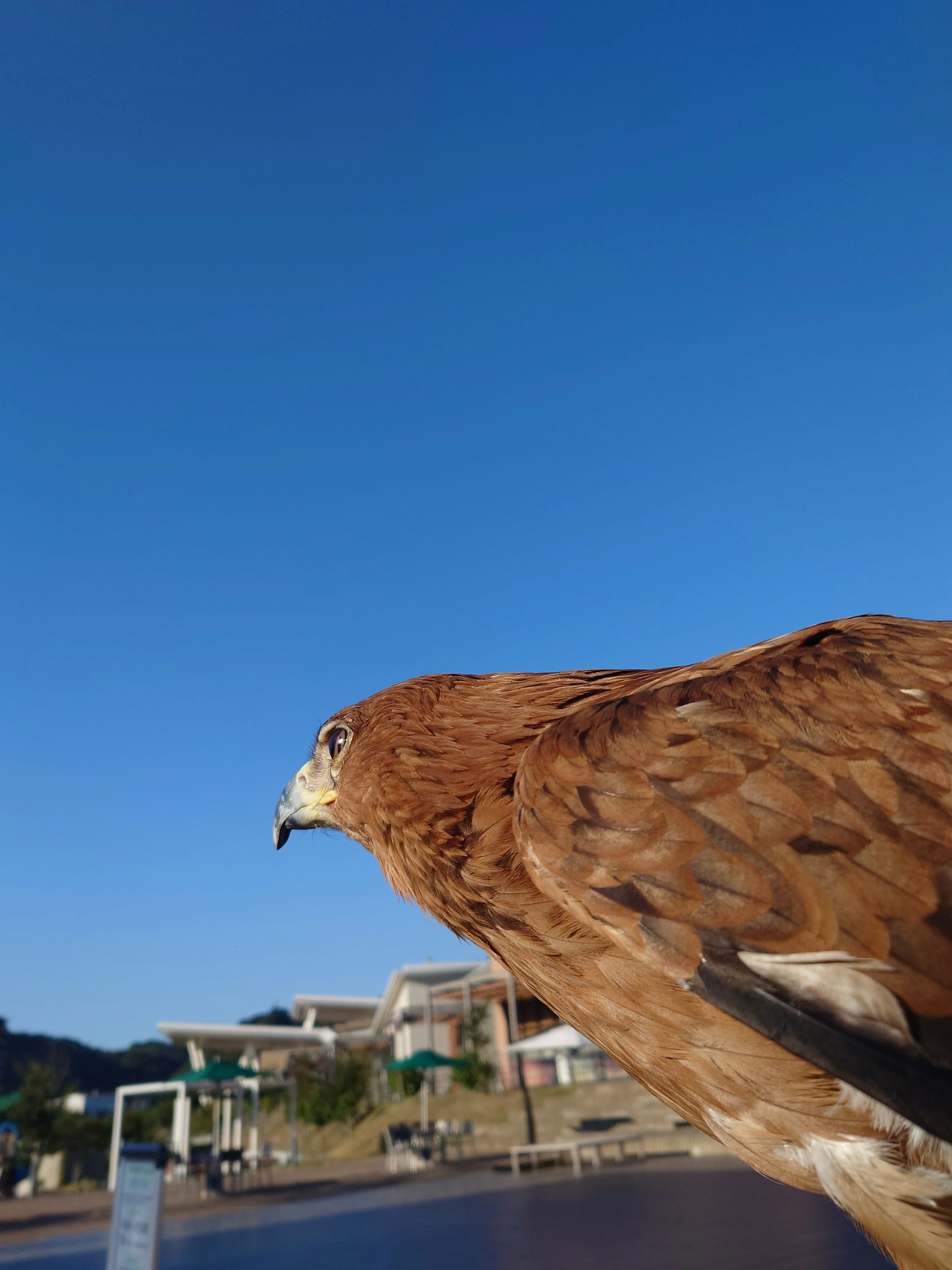 Profilo di un falco marrone contro un cielo blu chiaro