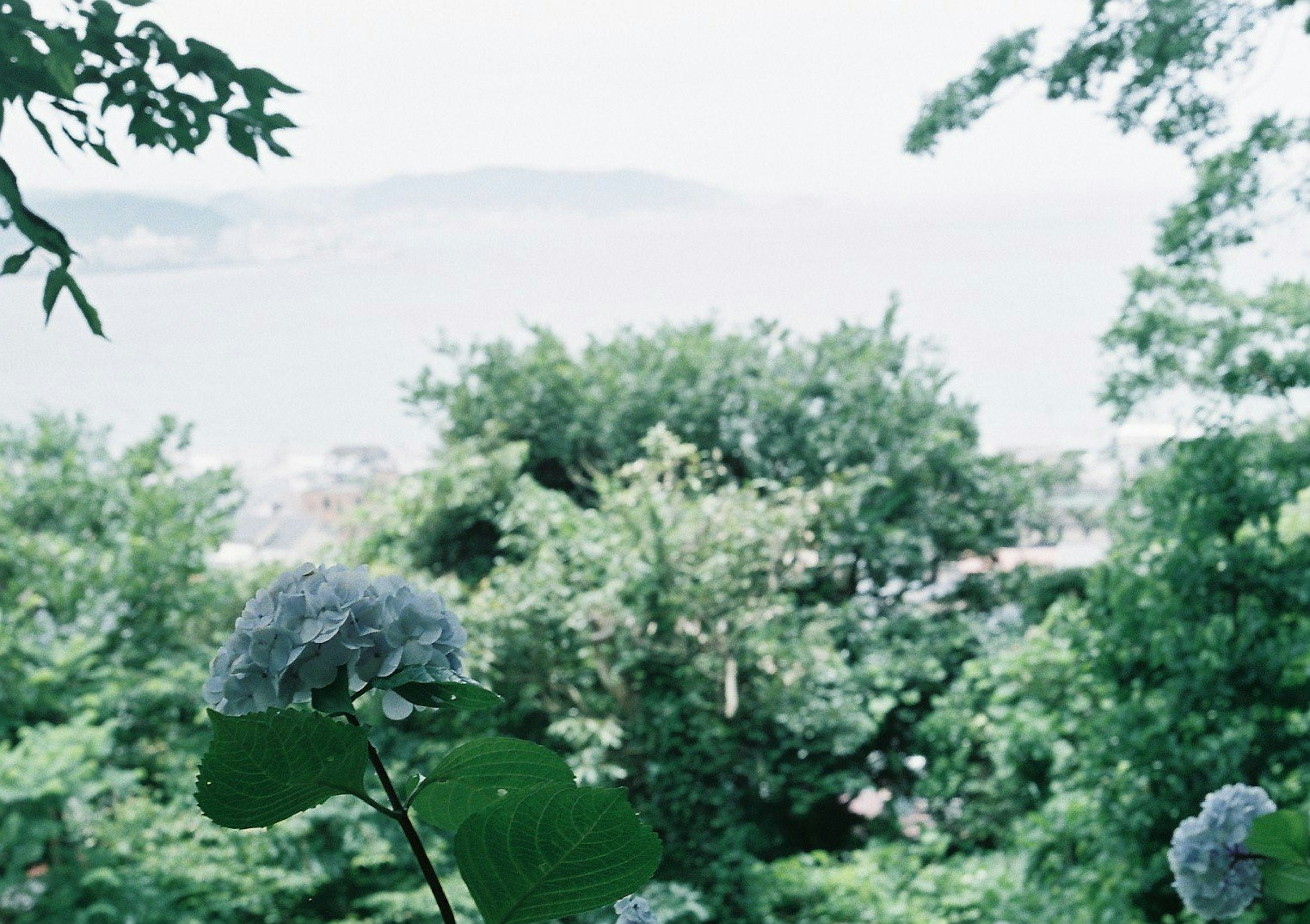 Verdure luxuriante avec des fleurs au premier plan et un océan bleu en arrière-plan