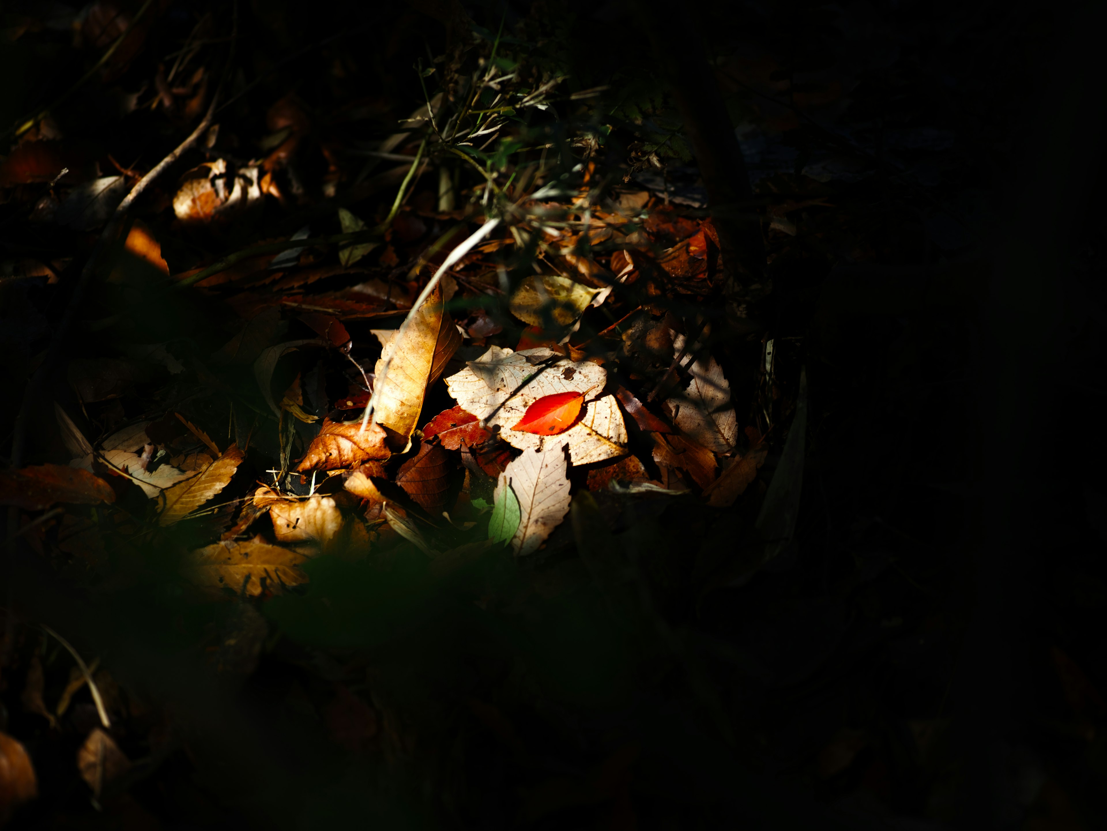 A white flower with a red center among fallen leaves in a dark background