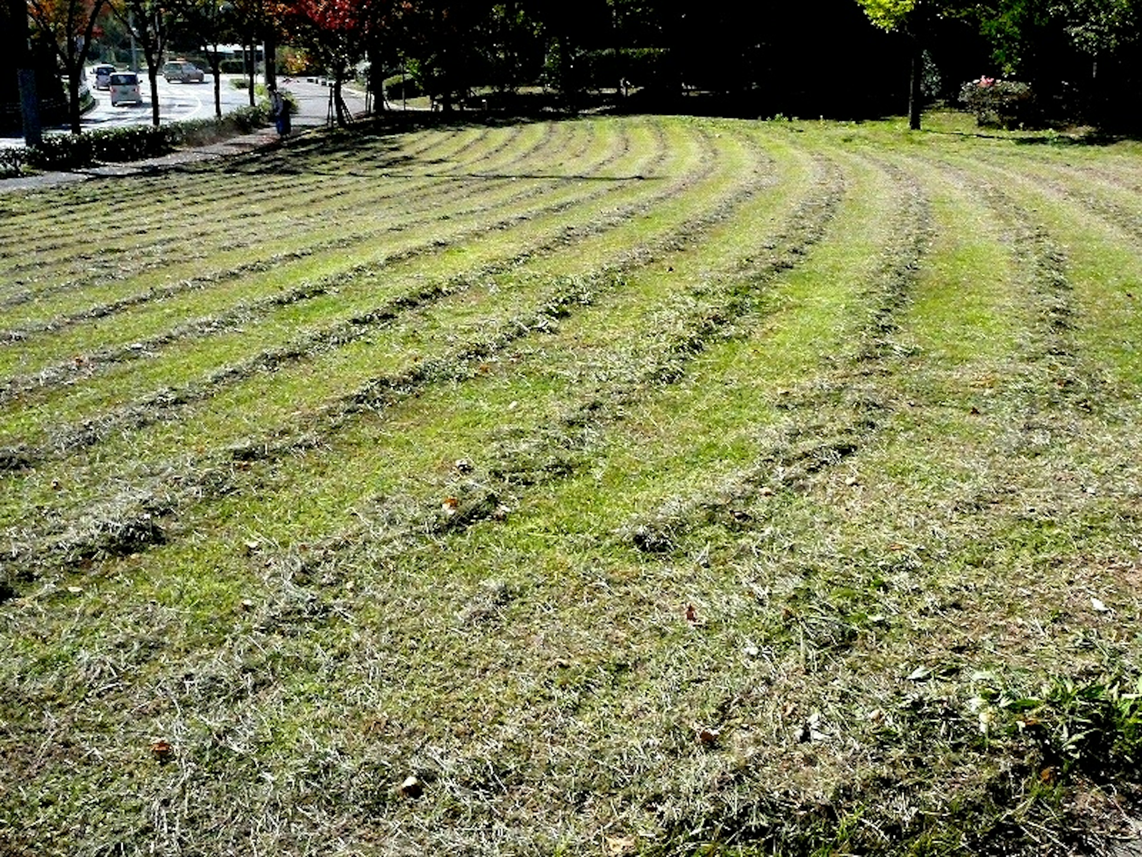 A park scene with mowed grass in stripes showcasing vibrant green hues