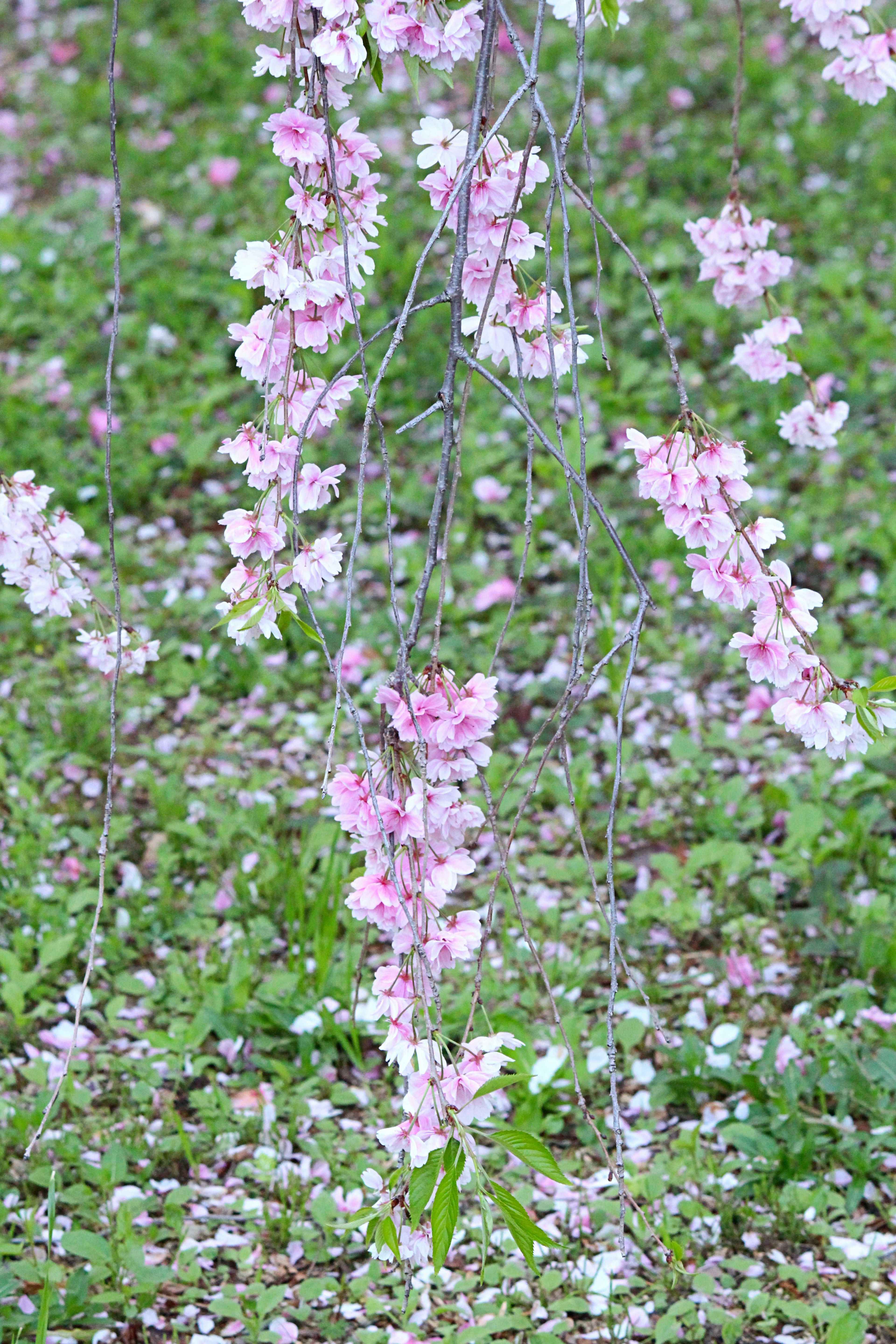 Beautiful cherry blossom branches with hanging pink flowers