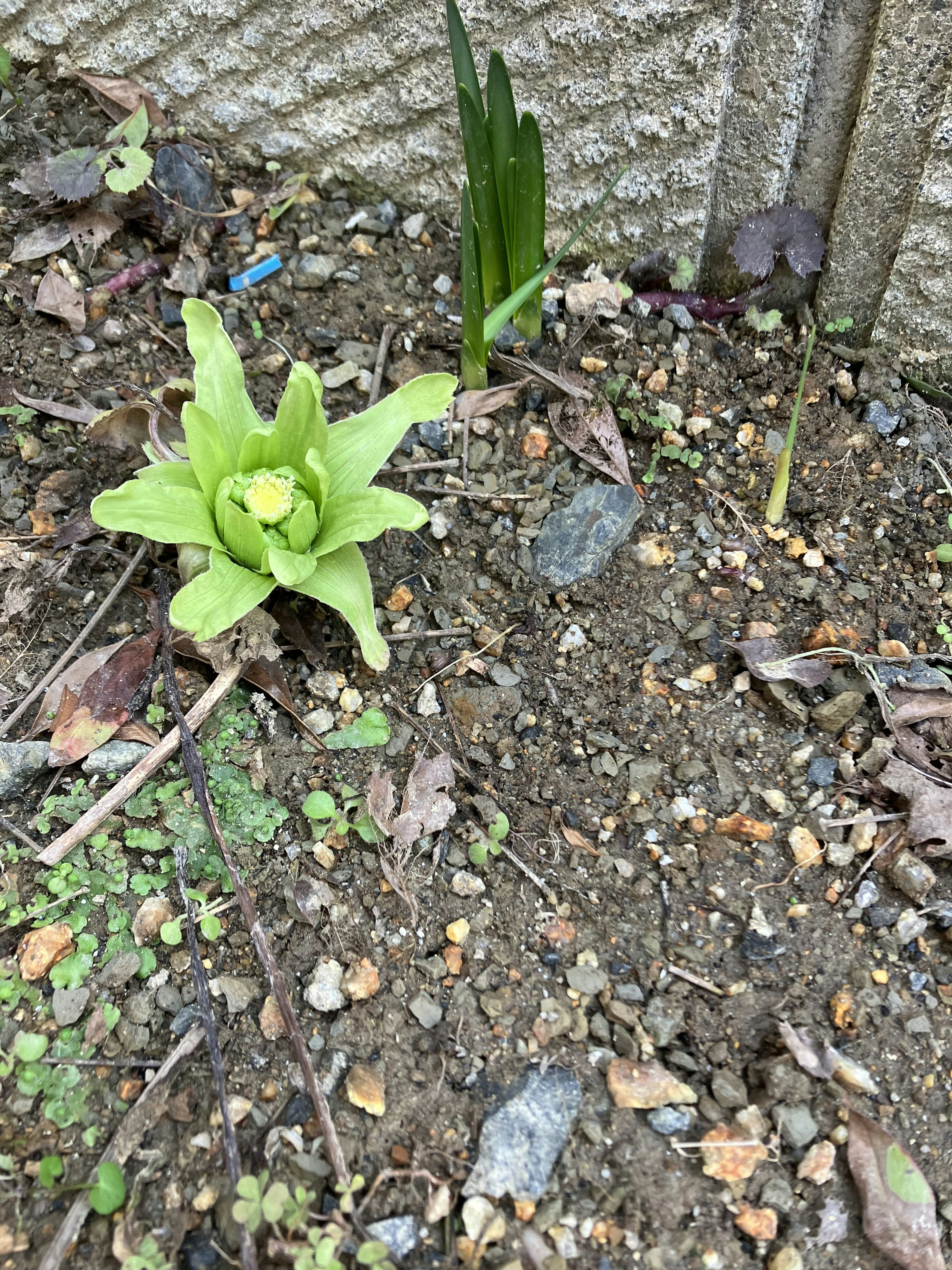 Pianta verde che spunta dal terreno con piccoli sassi e terra circostante