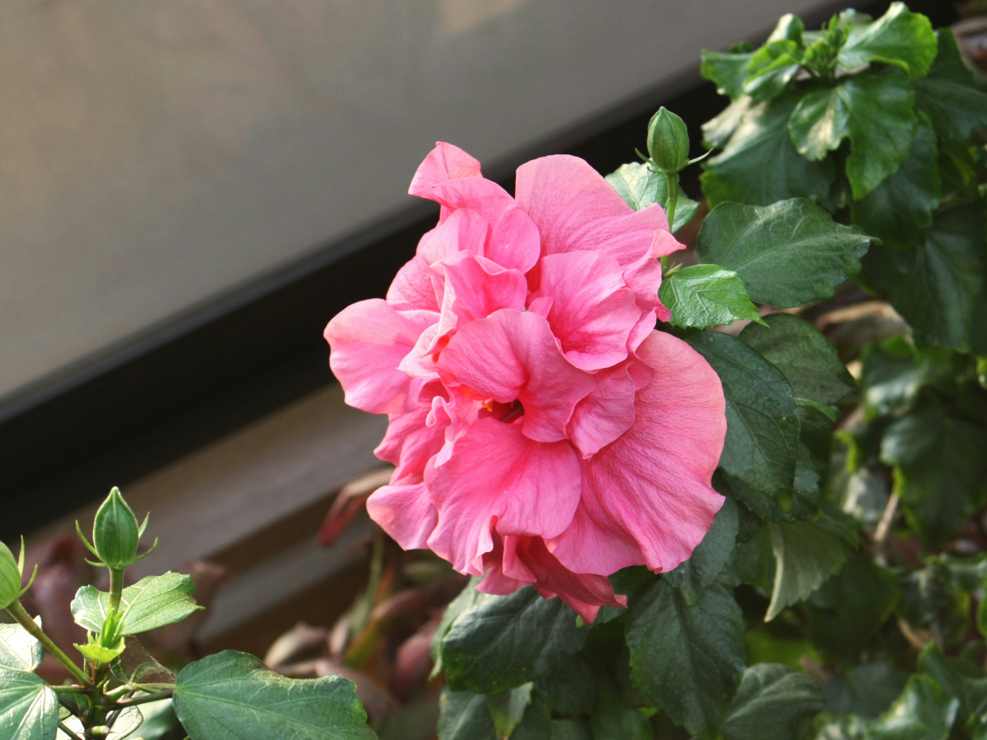 Primo piano di un fiore rosa che sboccia su una pianta