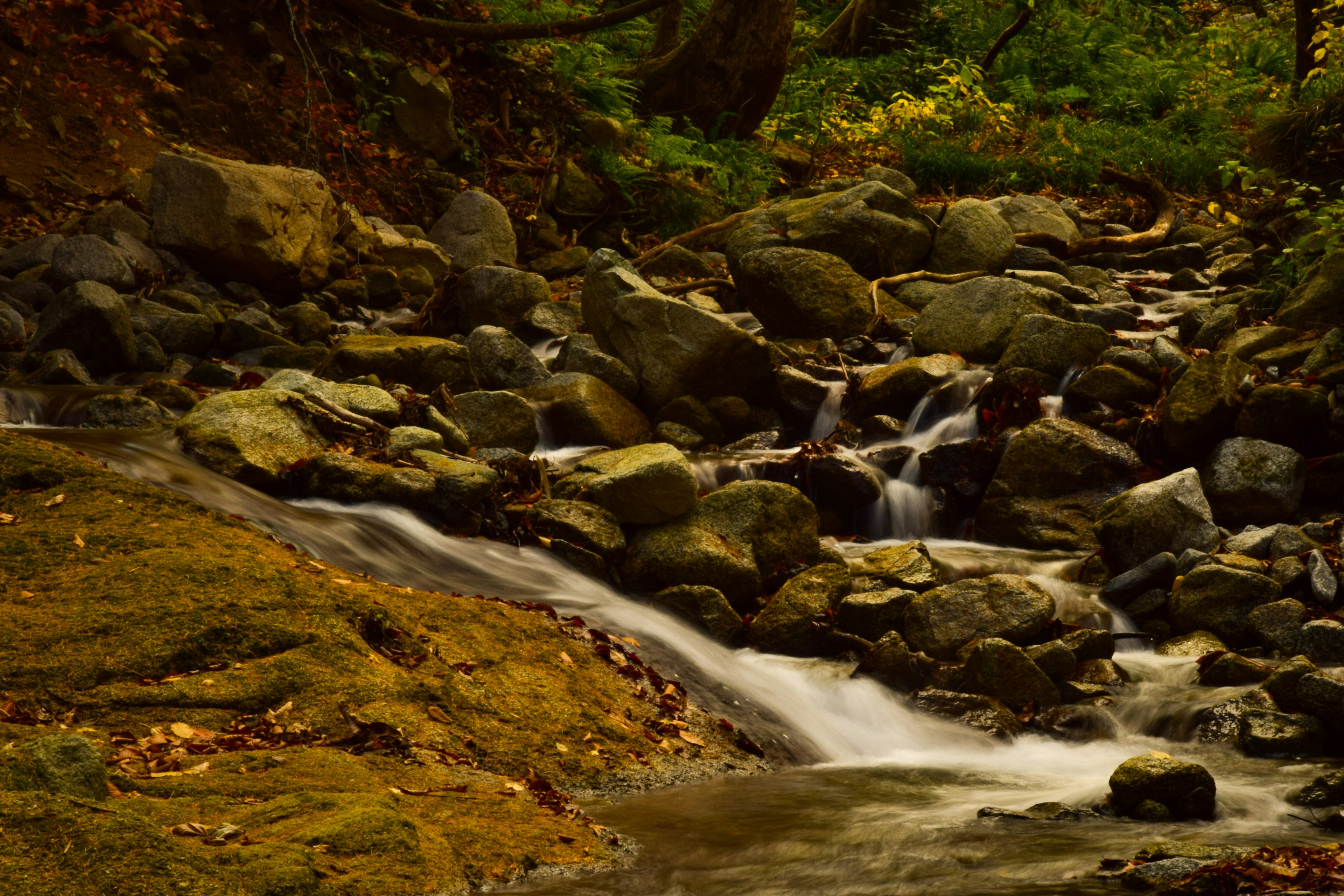 A serene stream flowing over rocks in a lush forest