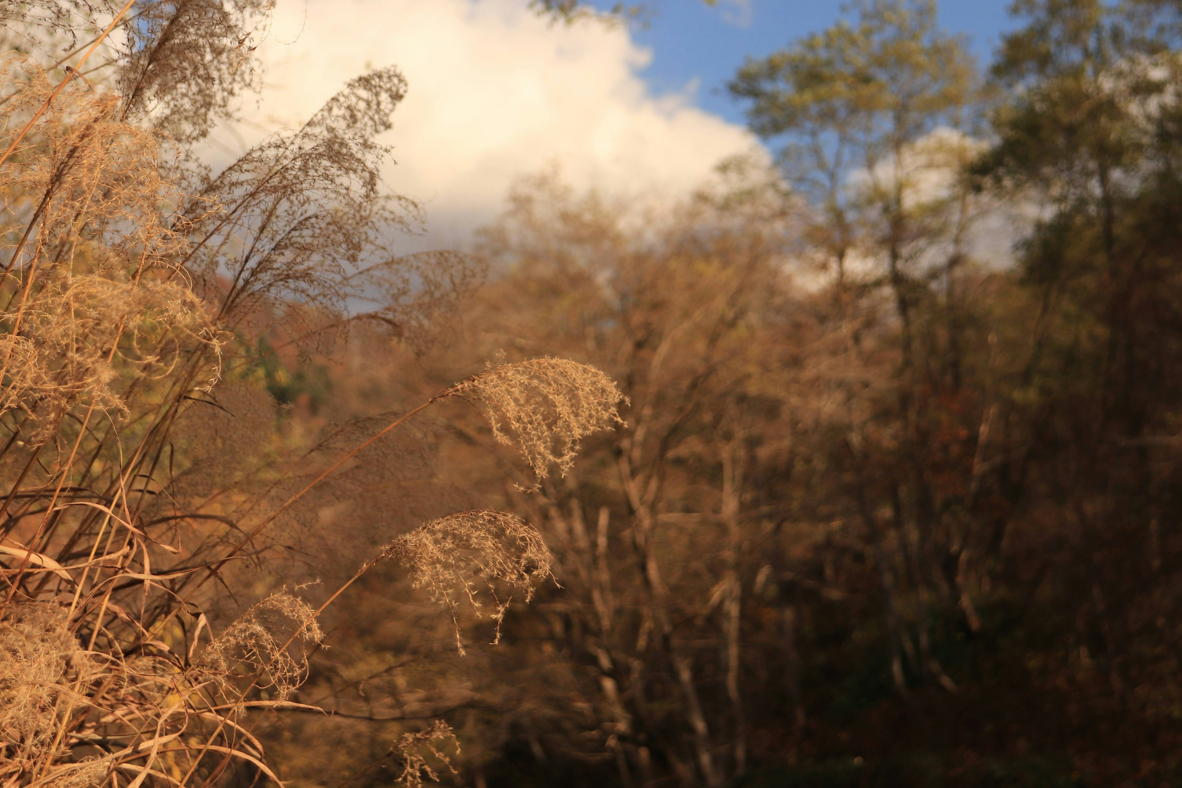 模糊的秋季森林場景，草和樹木呈棕色調