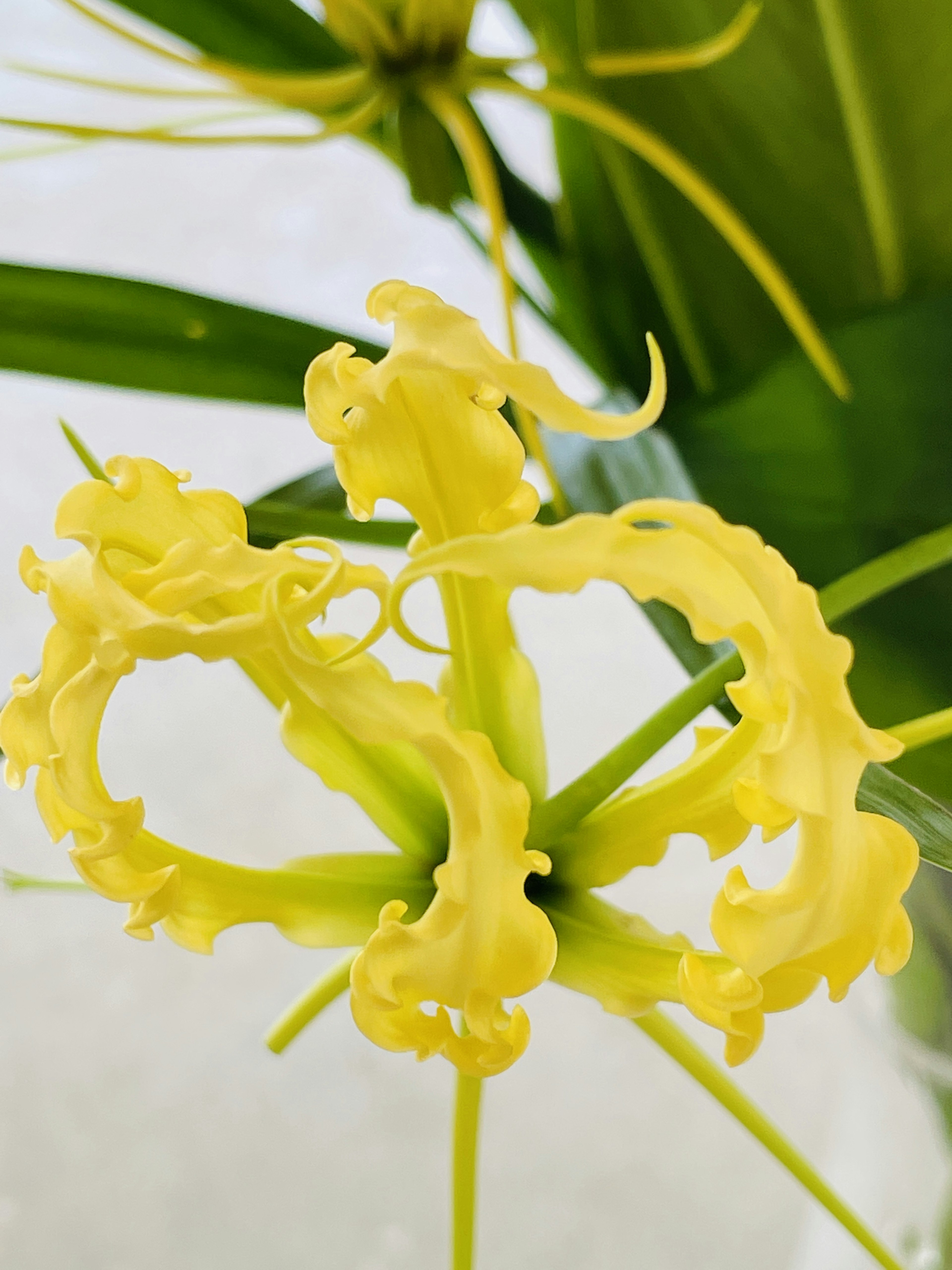 Fiore giallo unico con forme e dettagli intricati