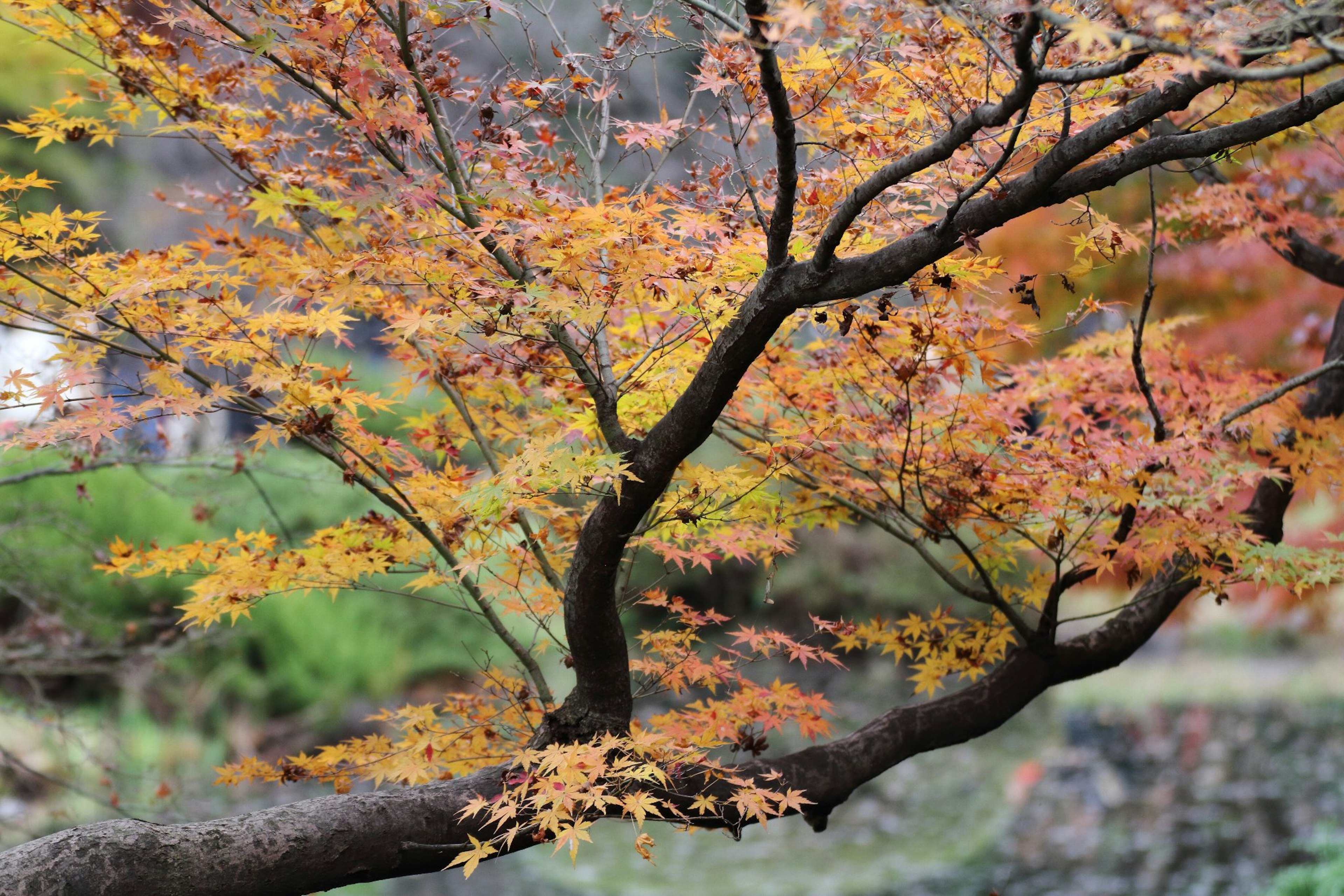 Herbstlaub mit lebend roten Blättern an einem Baumzweig über einer ruhigen Wasseroberfläche