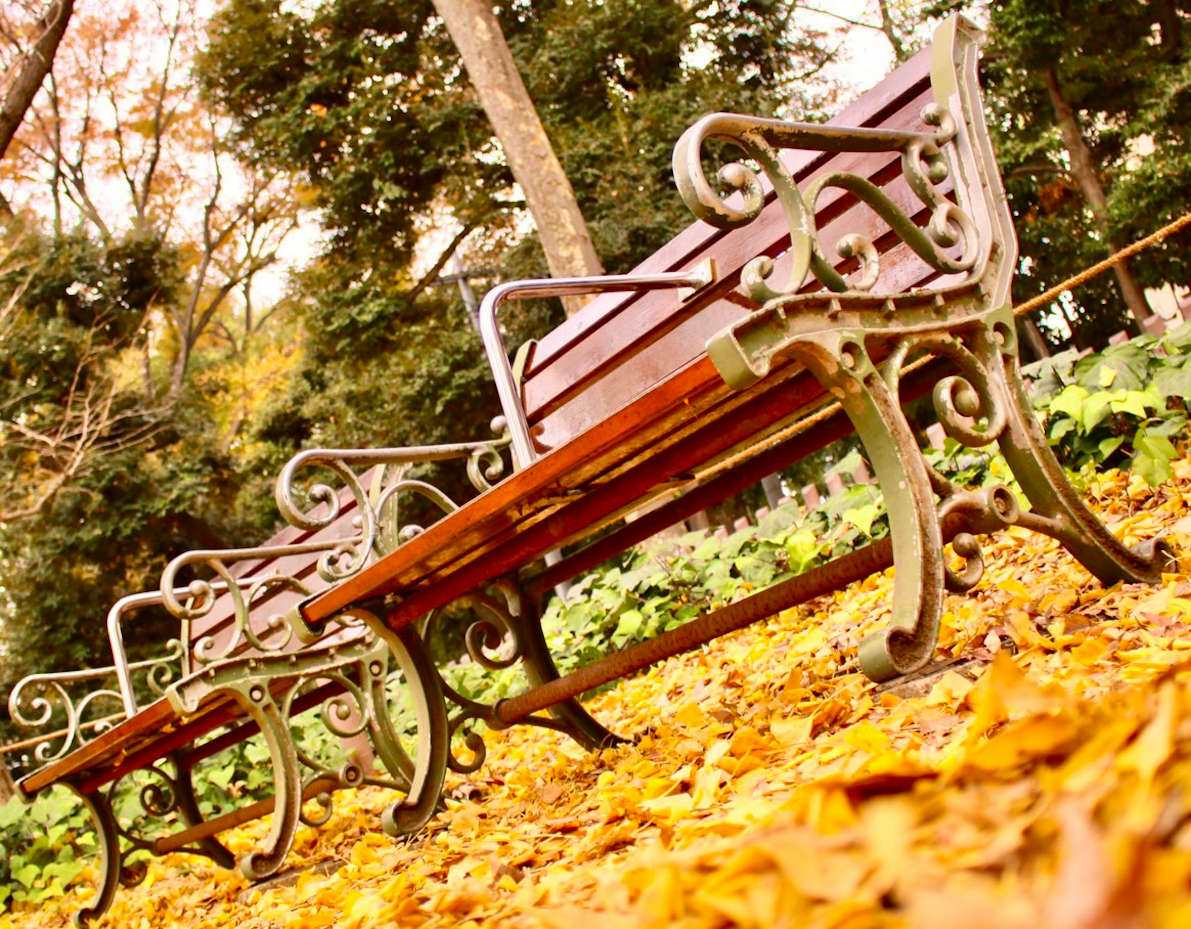 Wooden benches in a park surrounded by autumn leaves