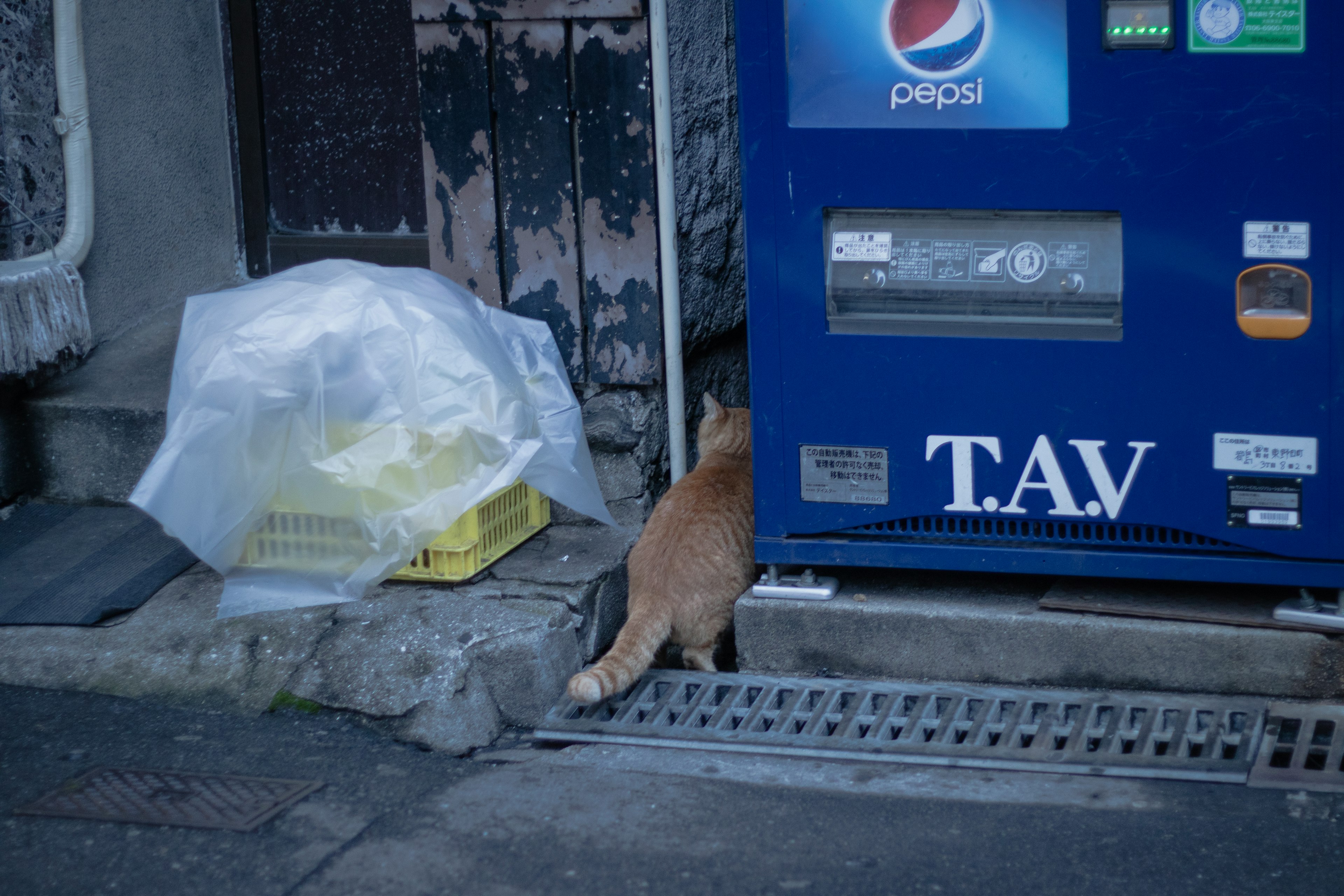 路地裏の自動販売機のそばにいるオレンジ色の猫とゴミ袋