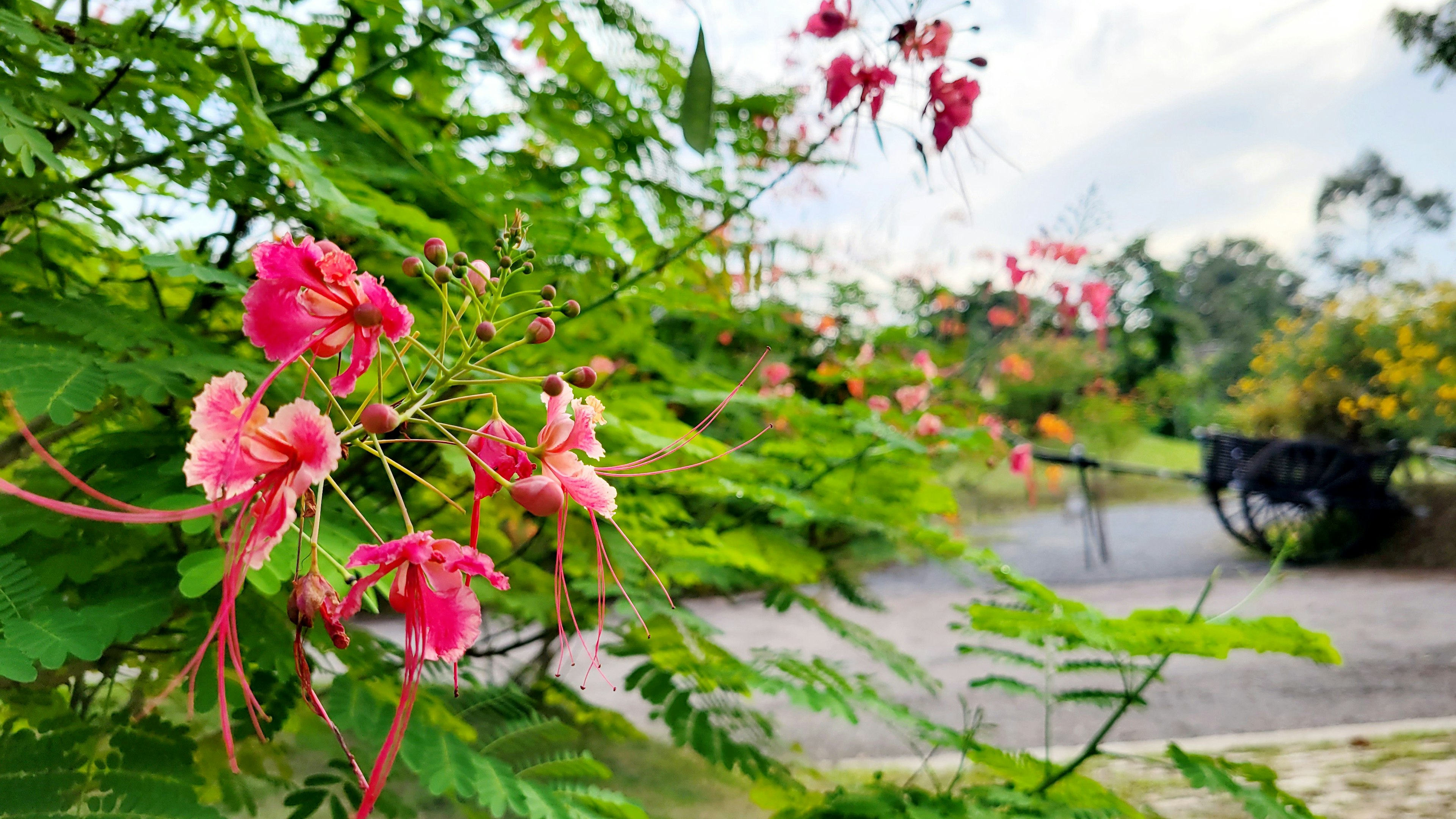 ทิวทัศน์สวนที่เขียวชอุ่มมีดอกไม้สีชมพูบาน