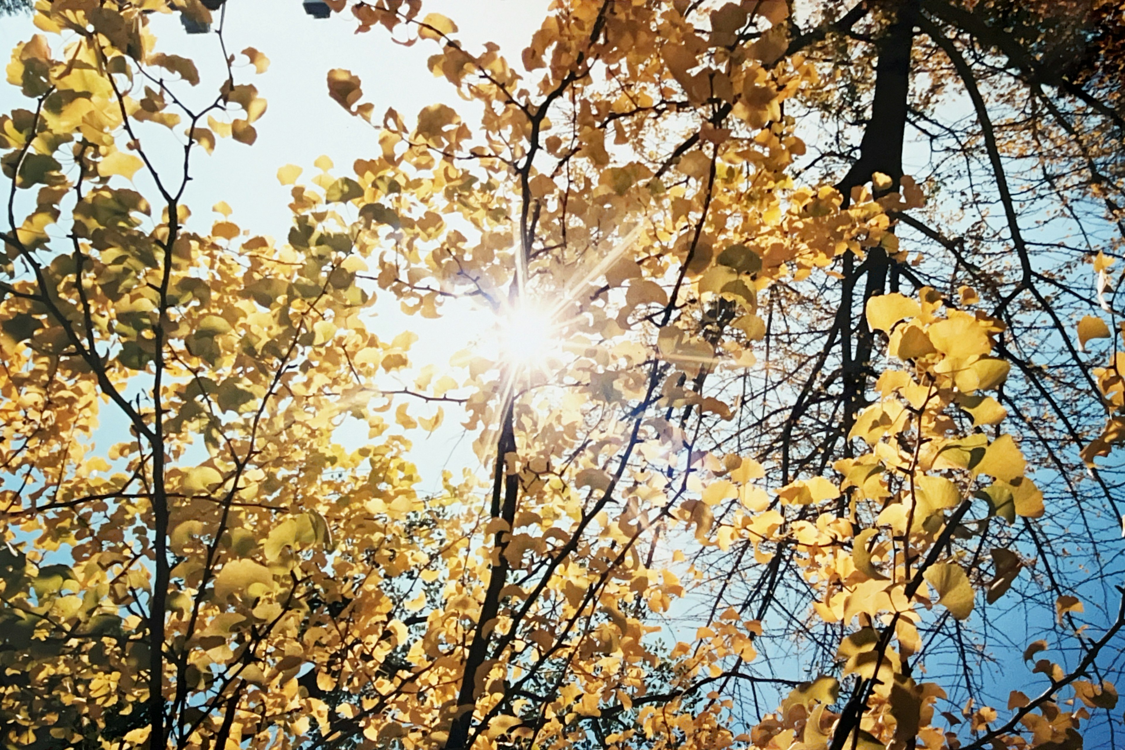 Luce del sole che filtra tra le foglie autunnali sugli alberi