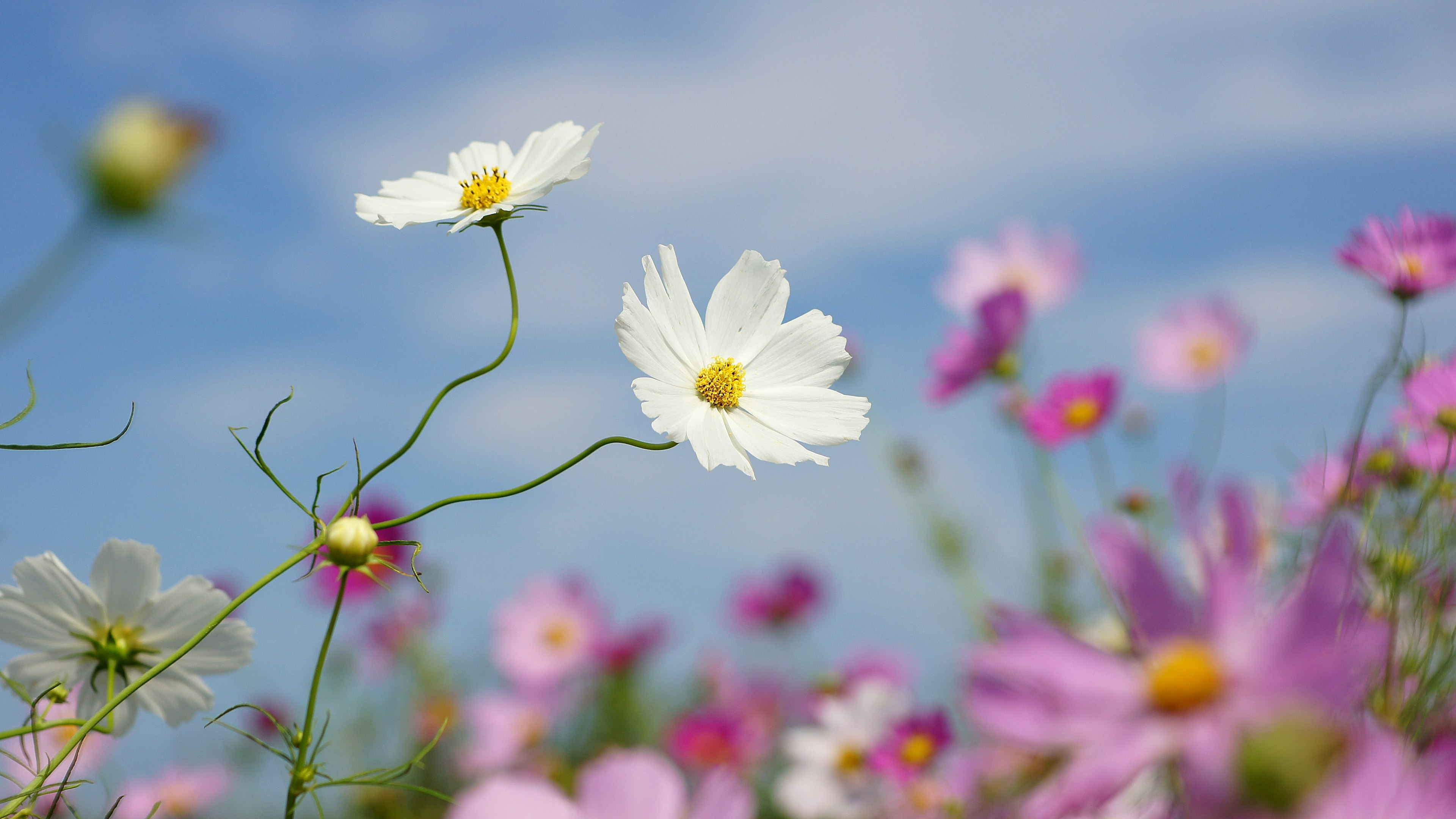 Field of white and pink flowers under a blue sky