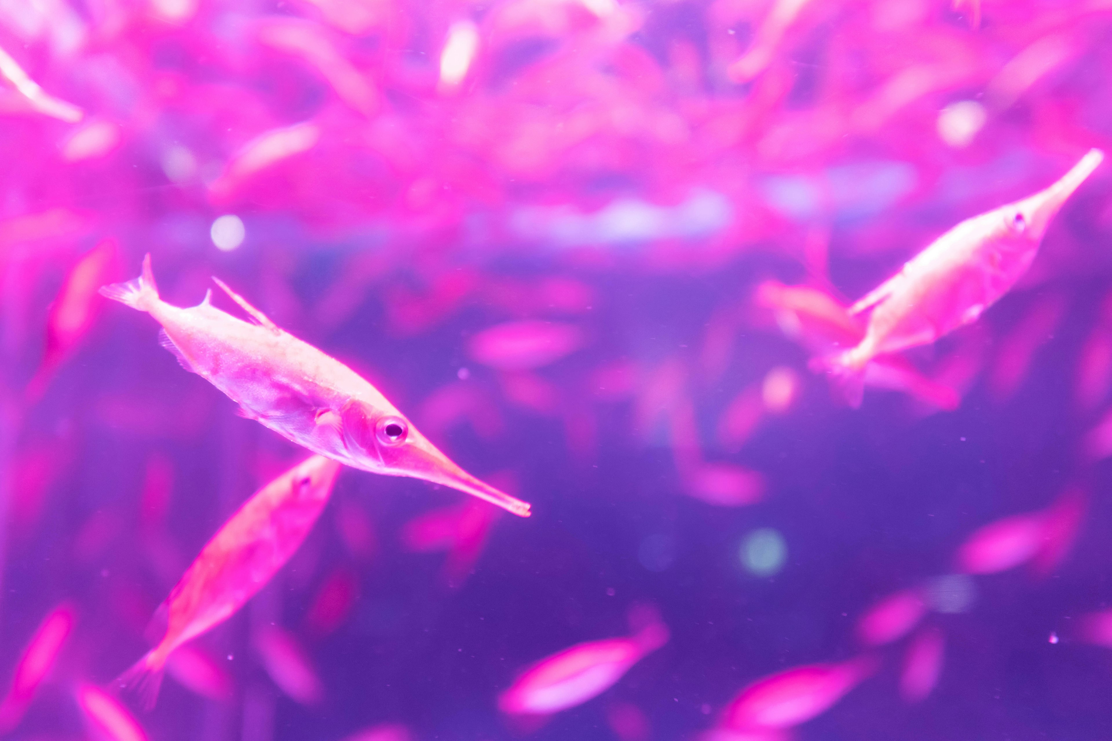 Schwarm von Fischen, die in lebhaftem rosa Wasser schwimmen