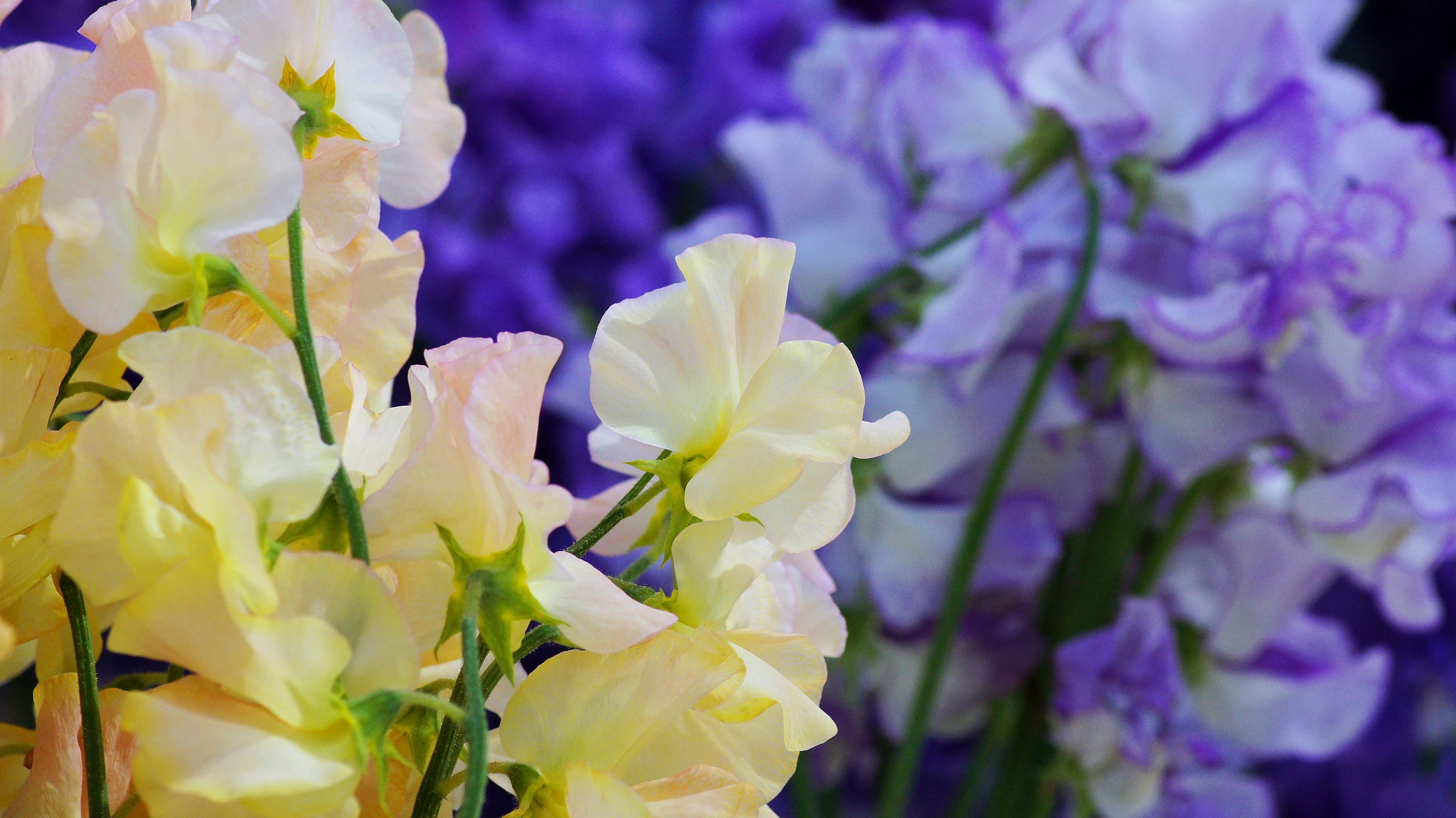 黄色と紫のスイートピーの花が咲いている