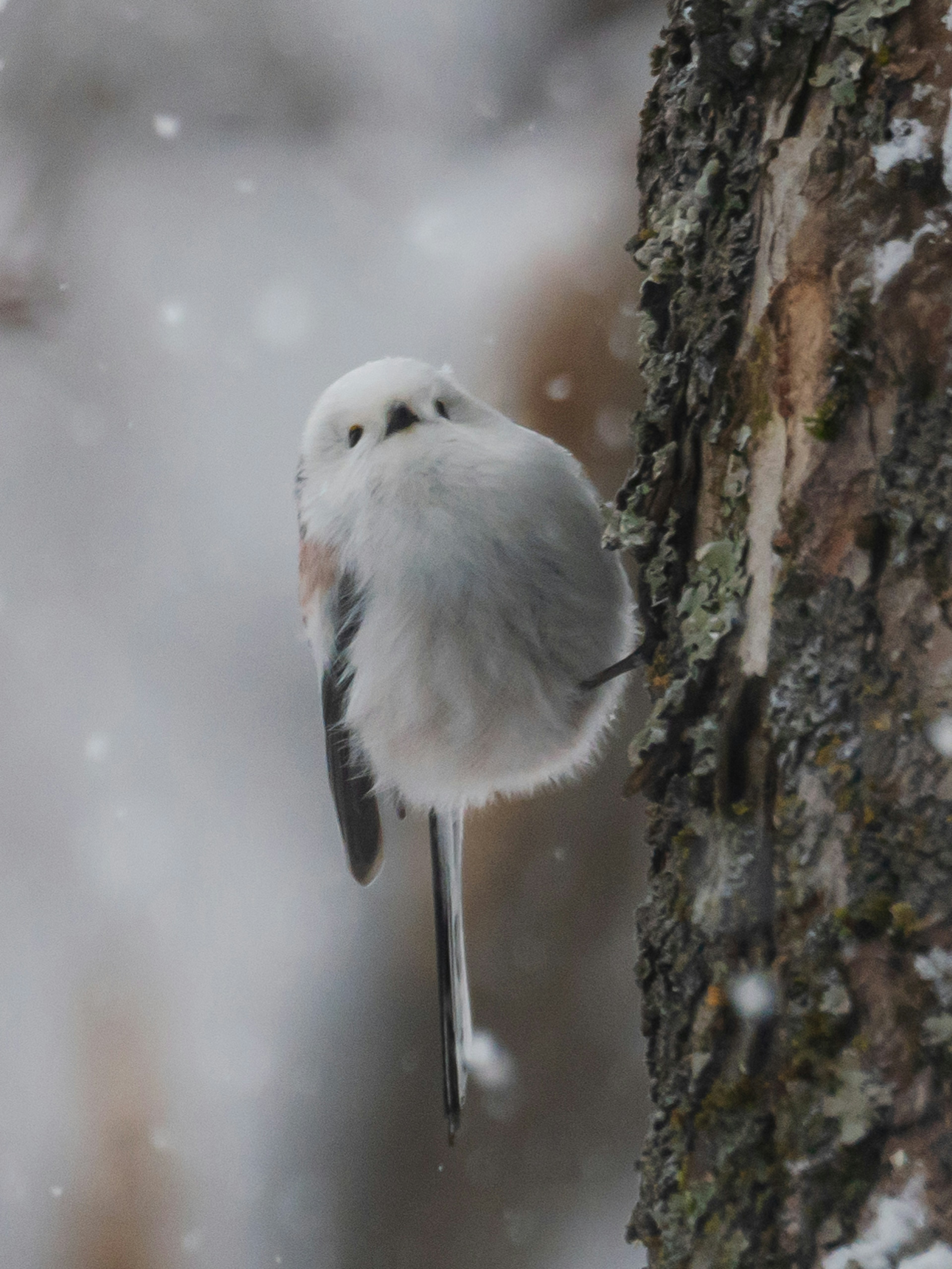 木の幹に止まる可愛らしい小鳥の後ろ姿 雪が降る中でふわふわの羽毛が目立つ