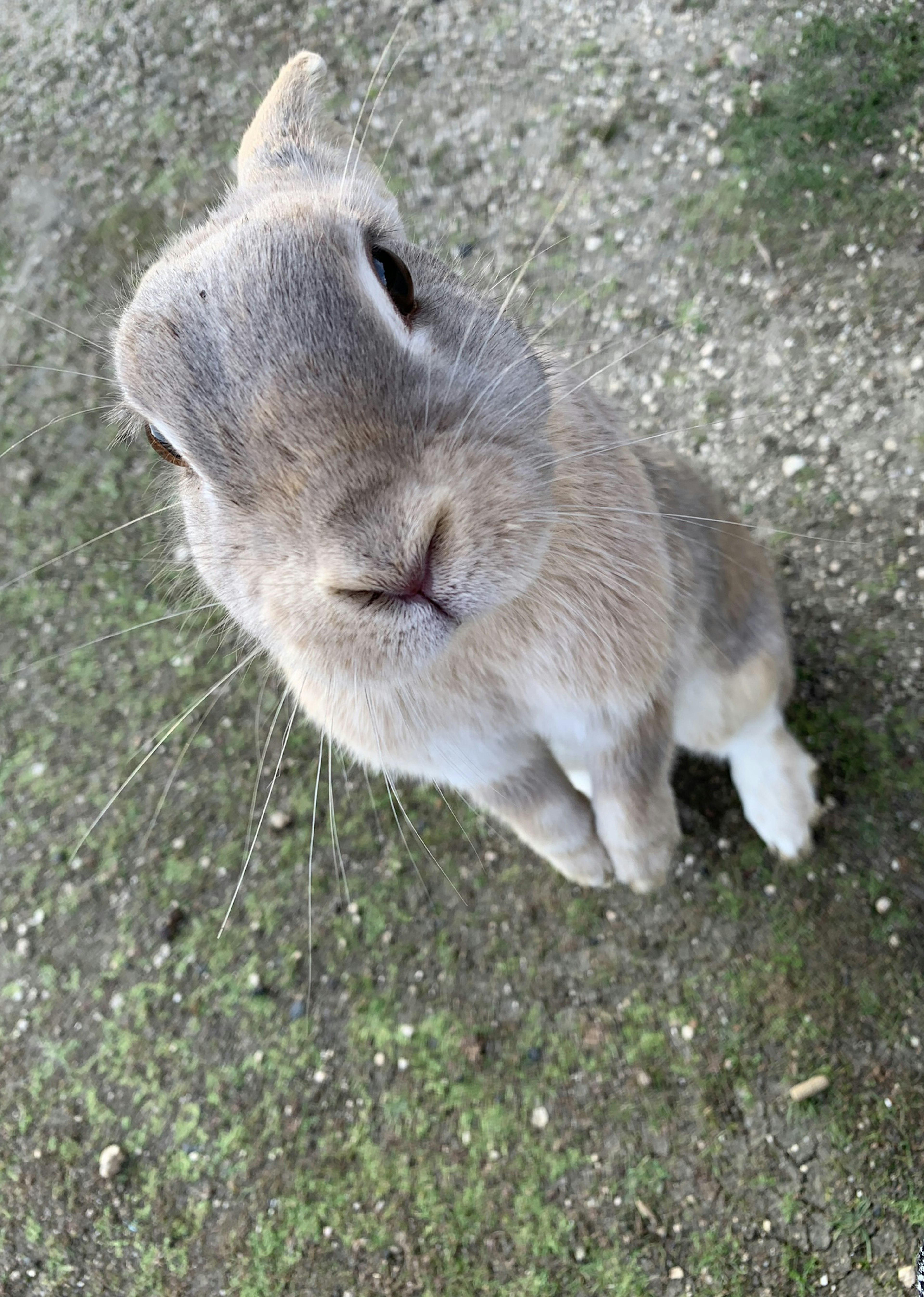 Gros plan d'un lapin gris debout