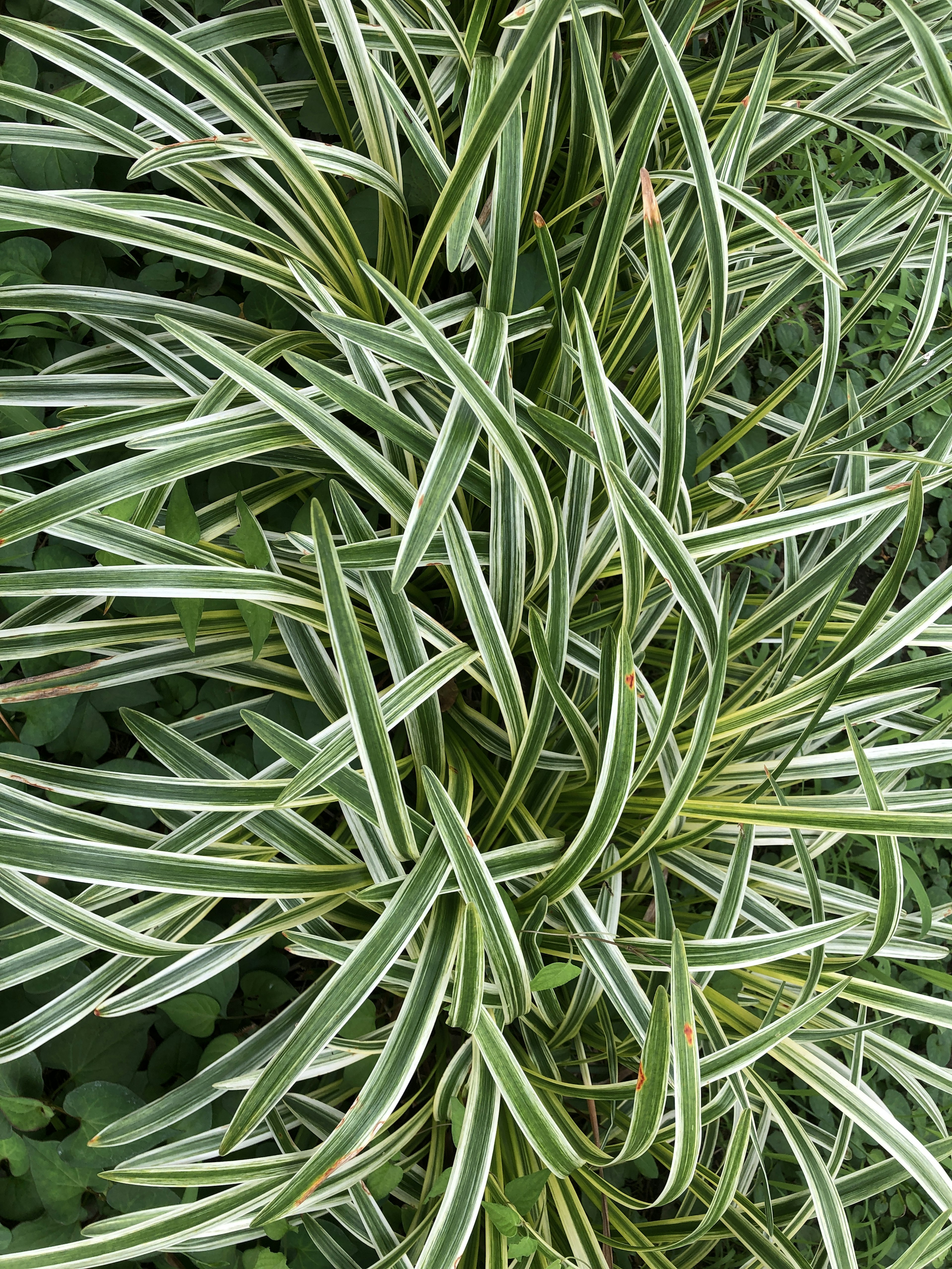 Groupe dense de feuilles vertes et blanches rayées d'une plante