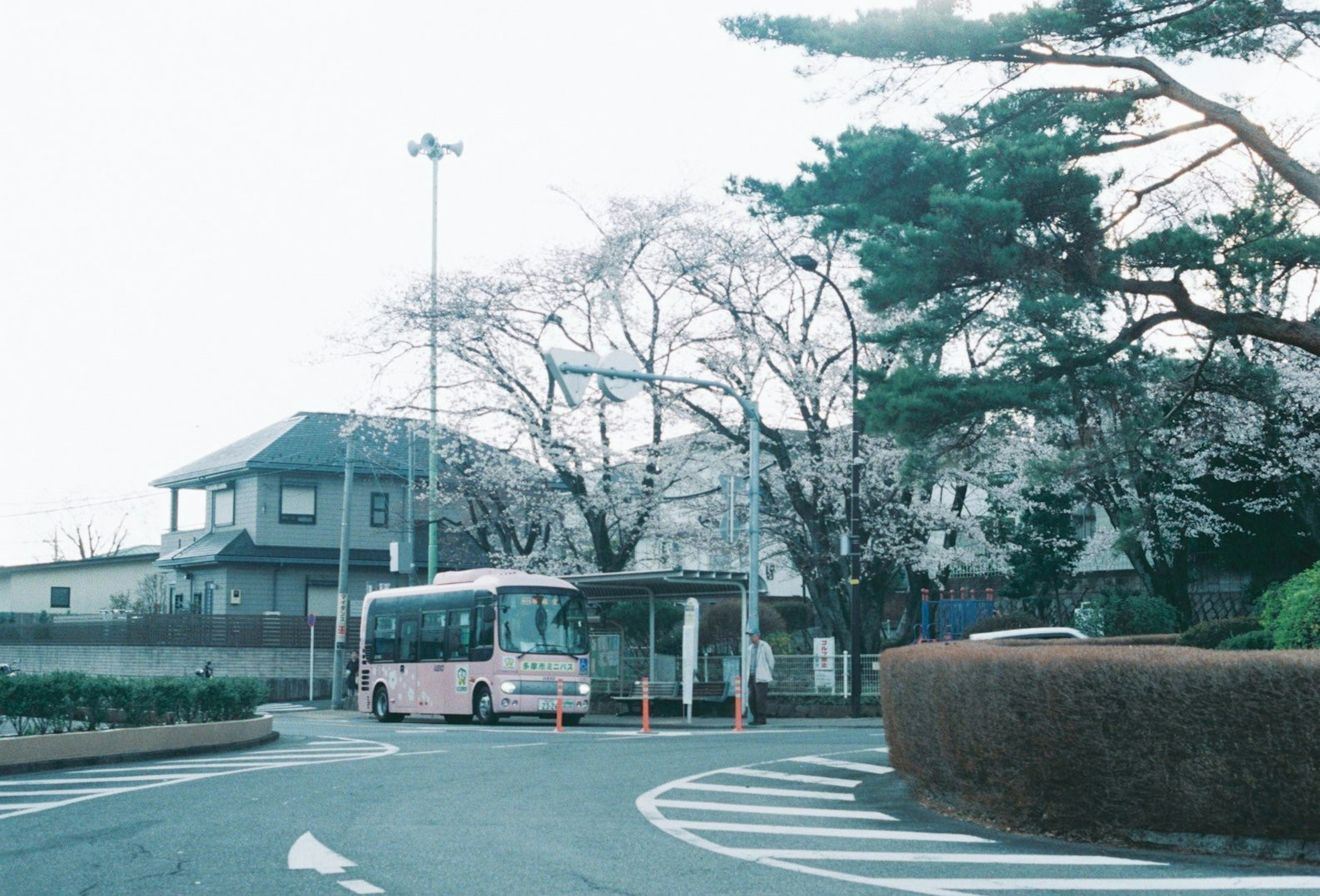 桜の木があるバス停の風景 ピンクのバスが停車している 住宅が背景にある