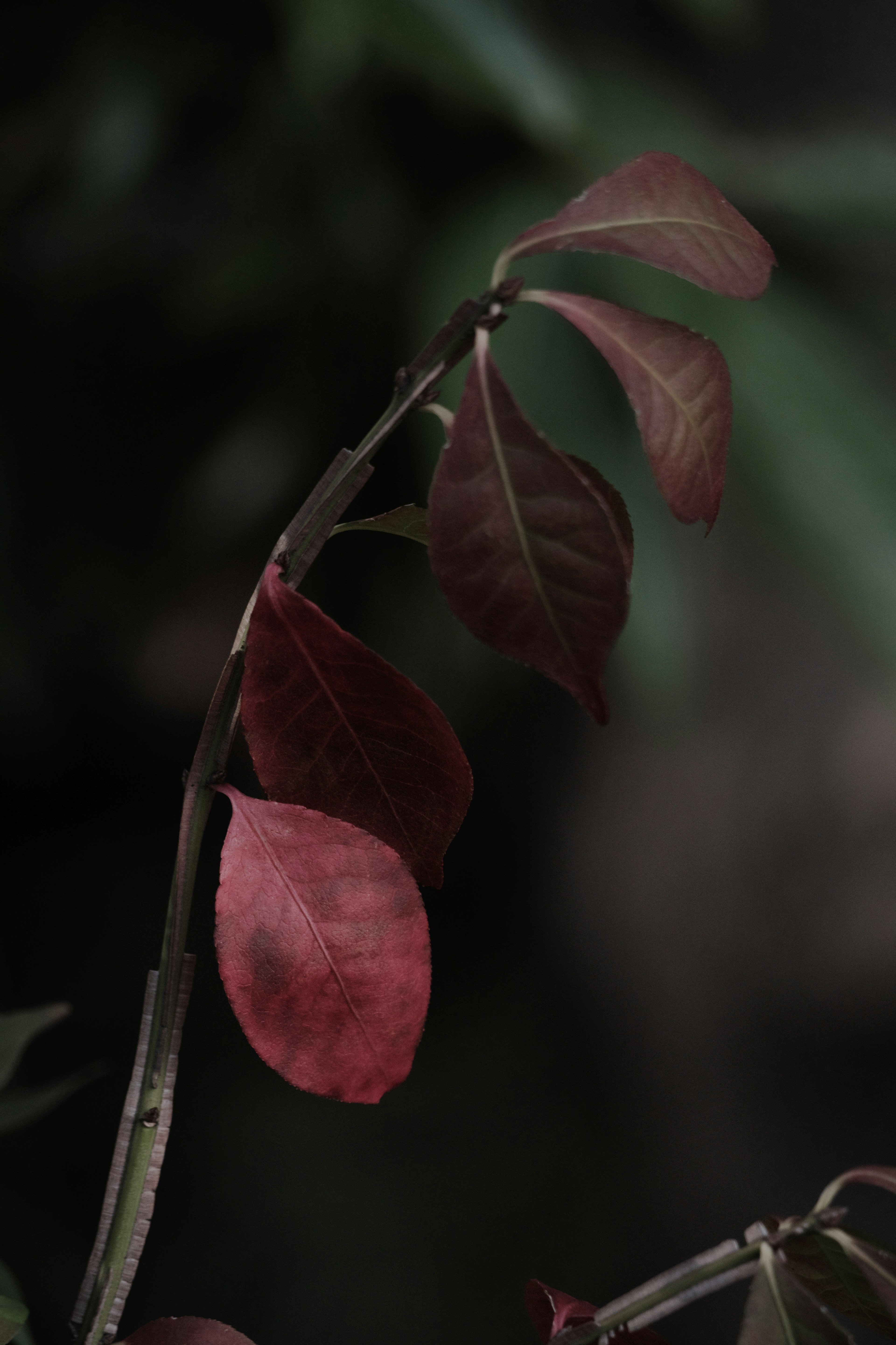 Acercamiento de una planta con hojas rojas llamativas contra un fondo oscuro