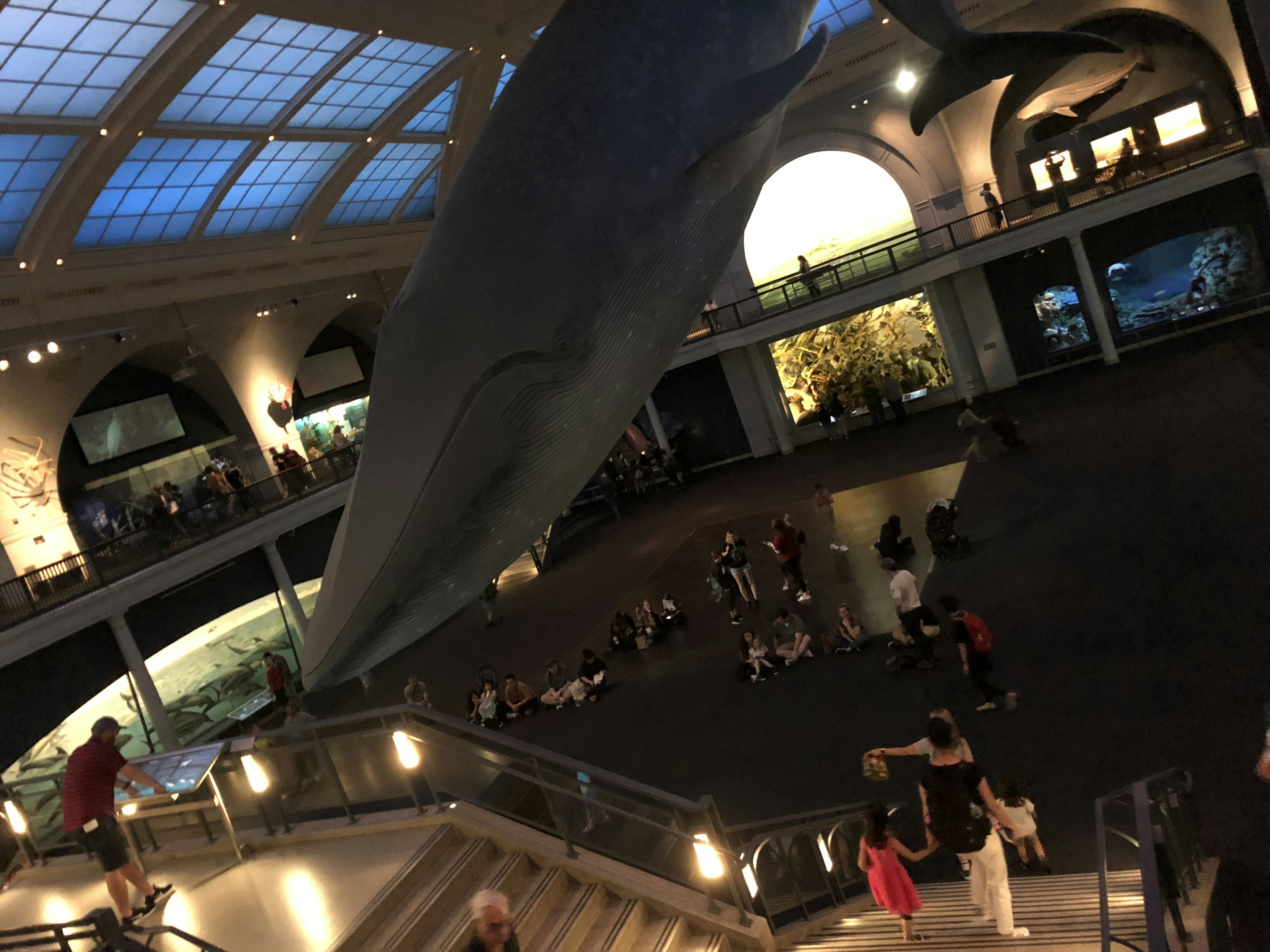 Modelo gigante de ballena colgando en el Museo Americano de Historia Natural con visitantes abajo