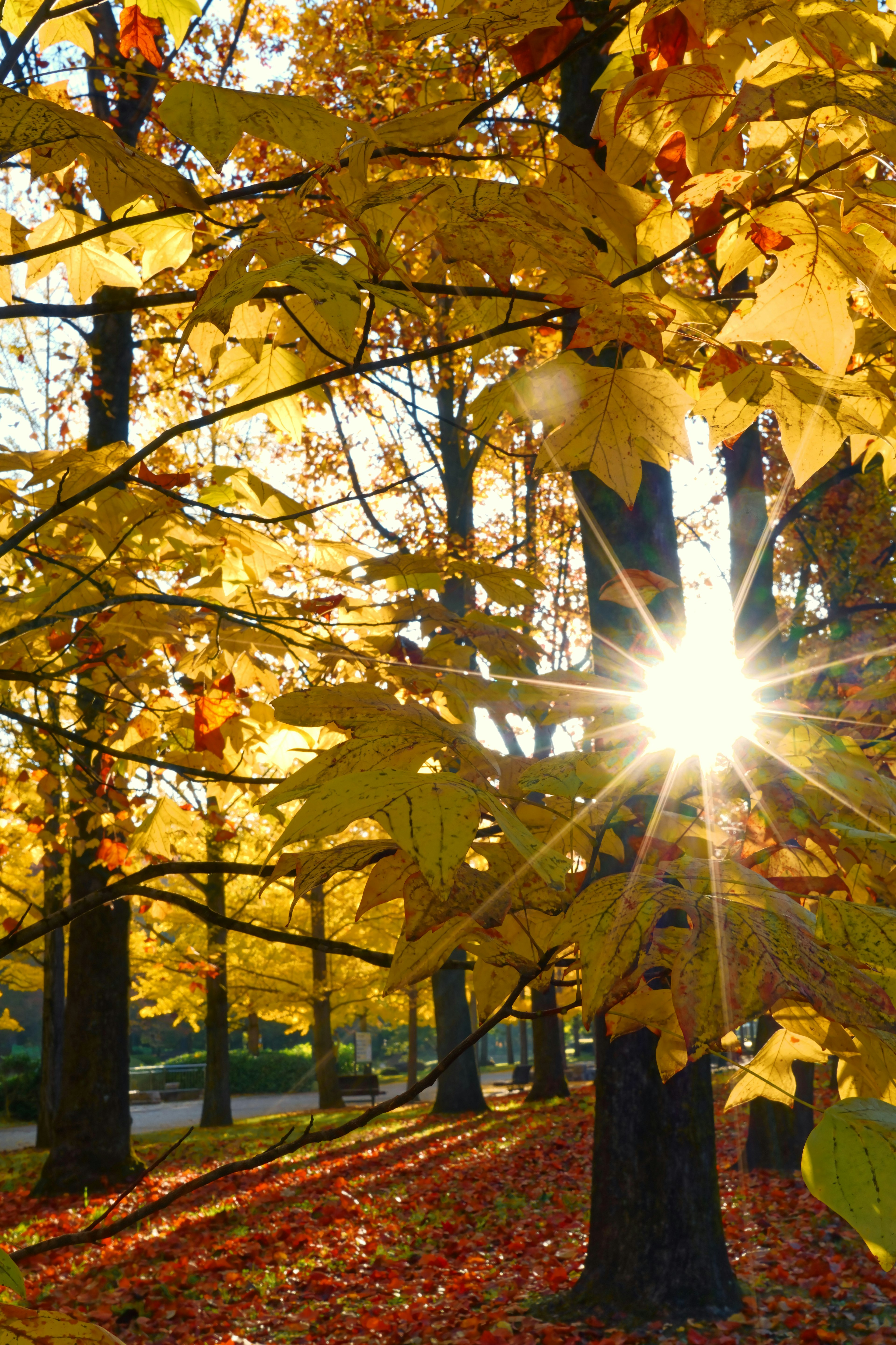 Luce solare che filtra attraverso foglie d'autunno dorate sugli alberi