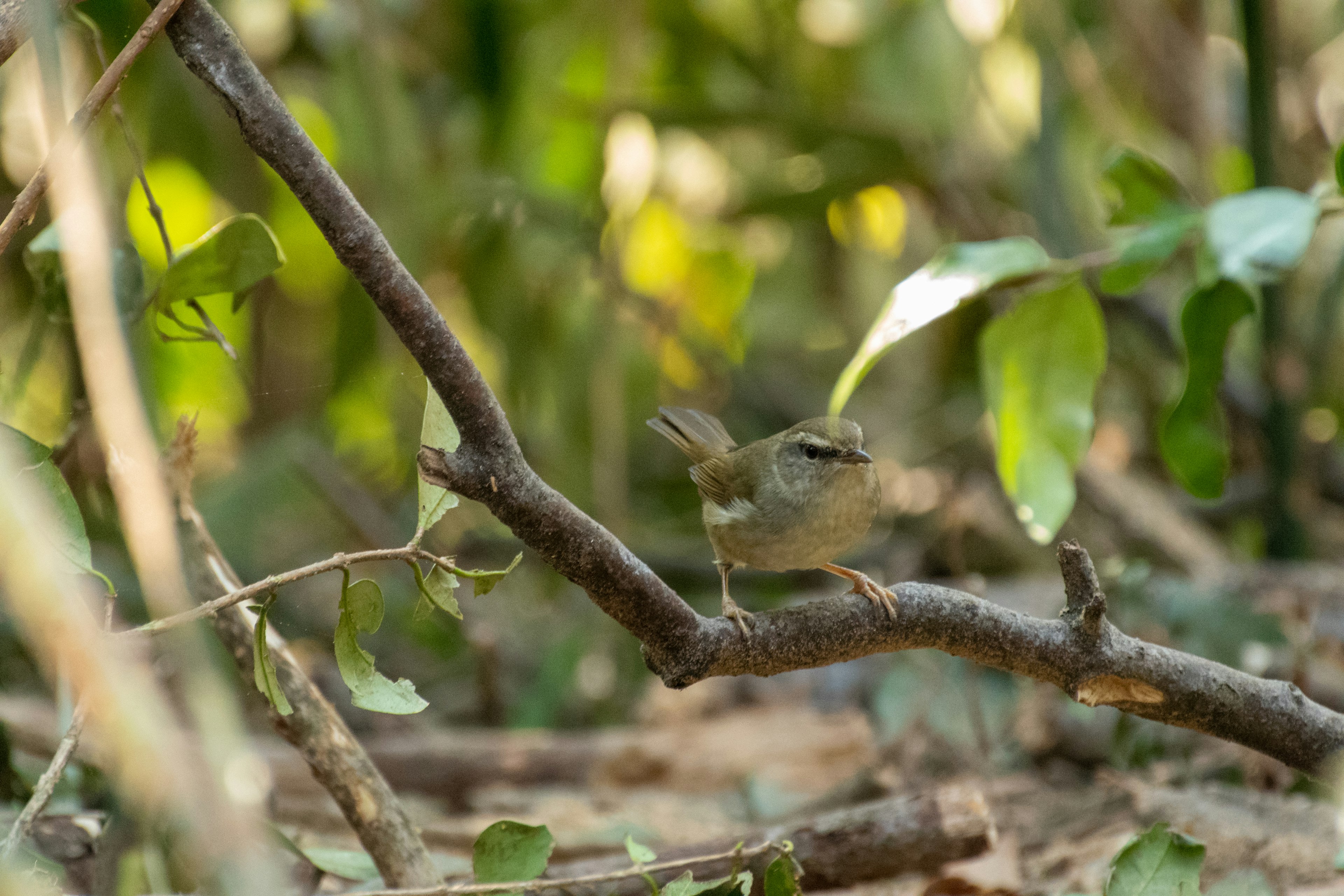 Un petit oiseau perché sur une branche dans un environnement forestier