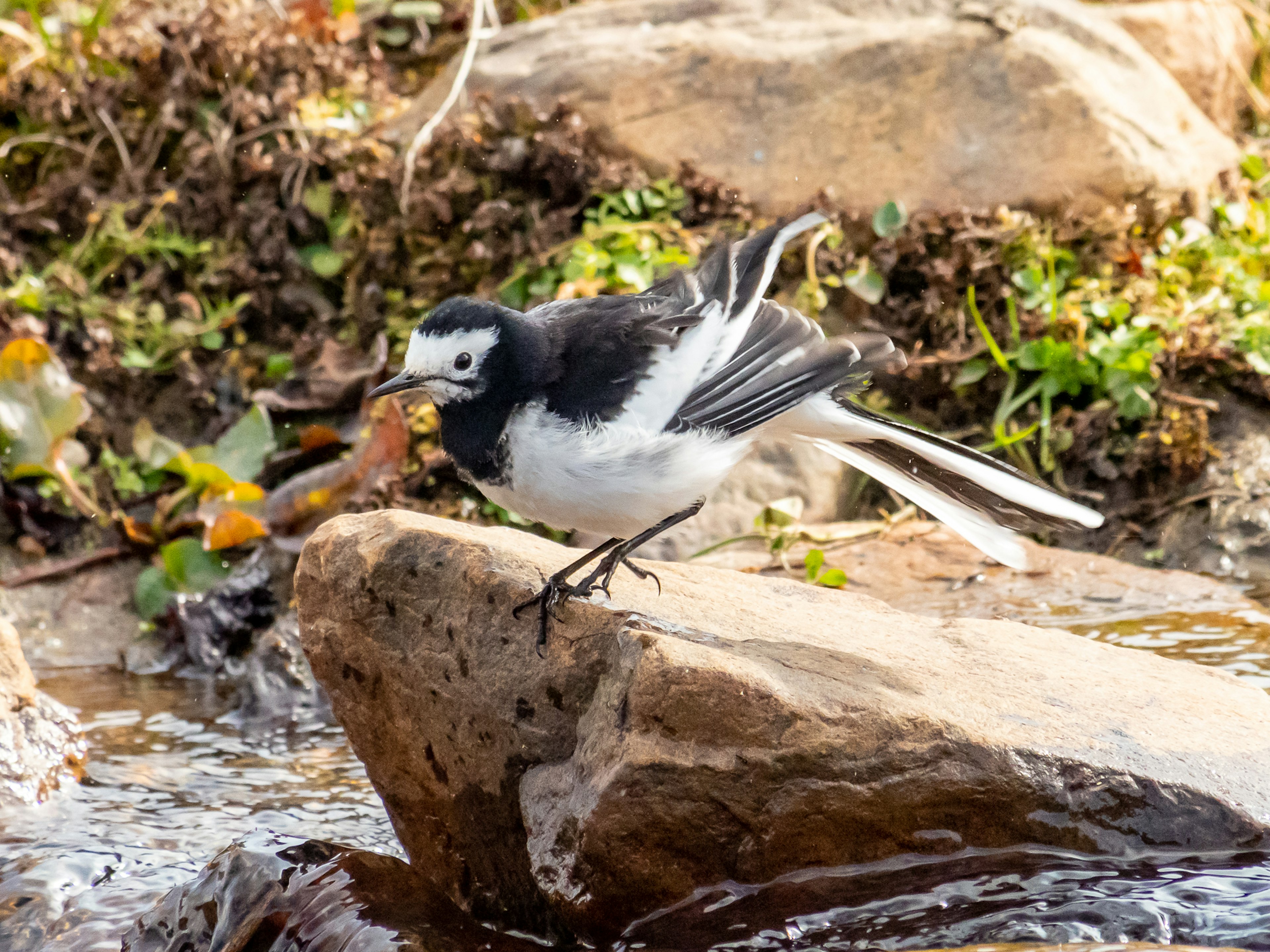 水辺の石の上に立つ白黒の鳥の姿