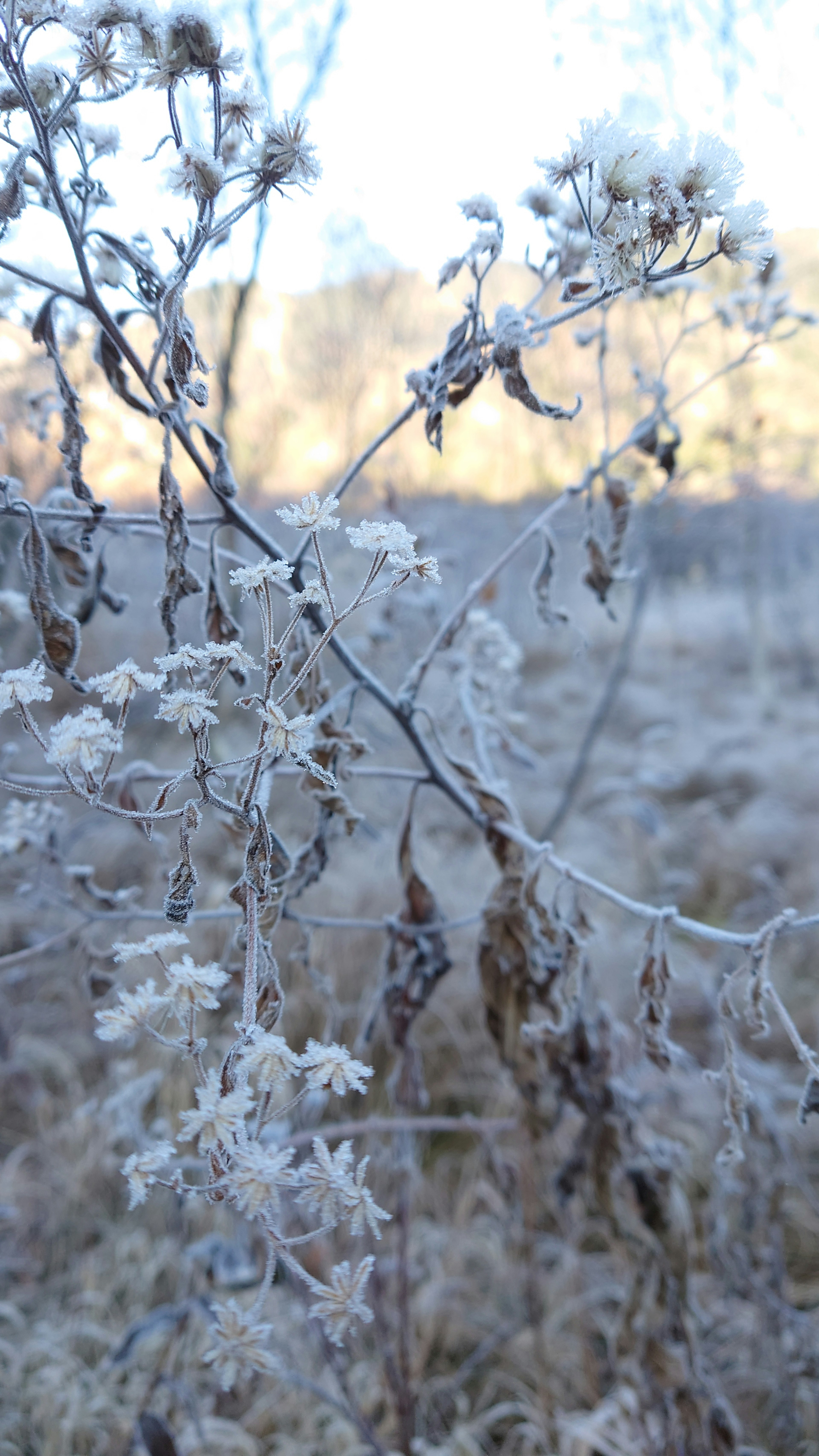 Primer plano de plantas y hierbas cubiertas de escarcha en un paisaje invernal