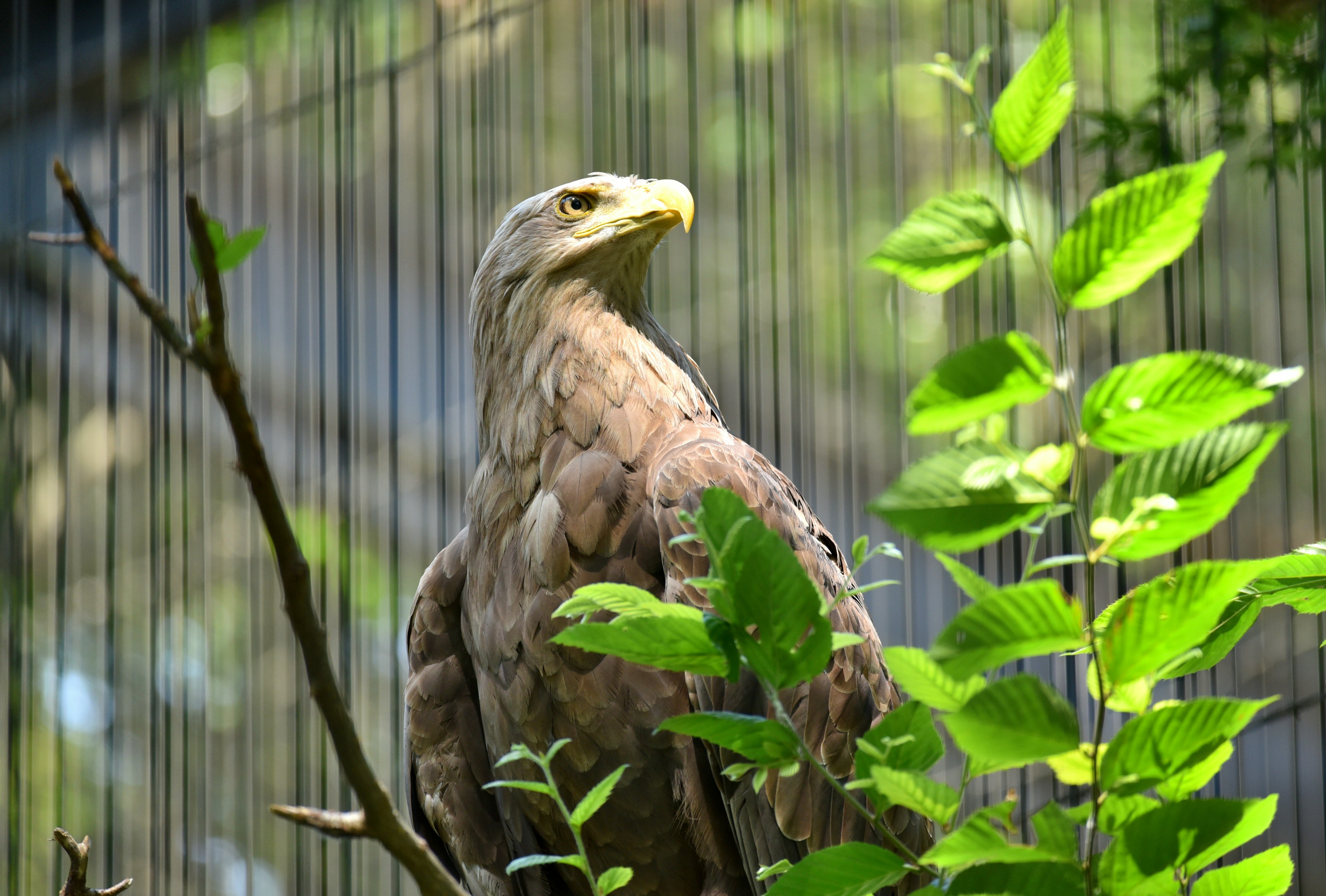 Aquila posata su un ramo circondata da foglie verdi all'interno di una gabbia