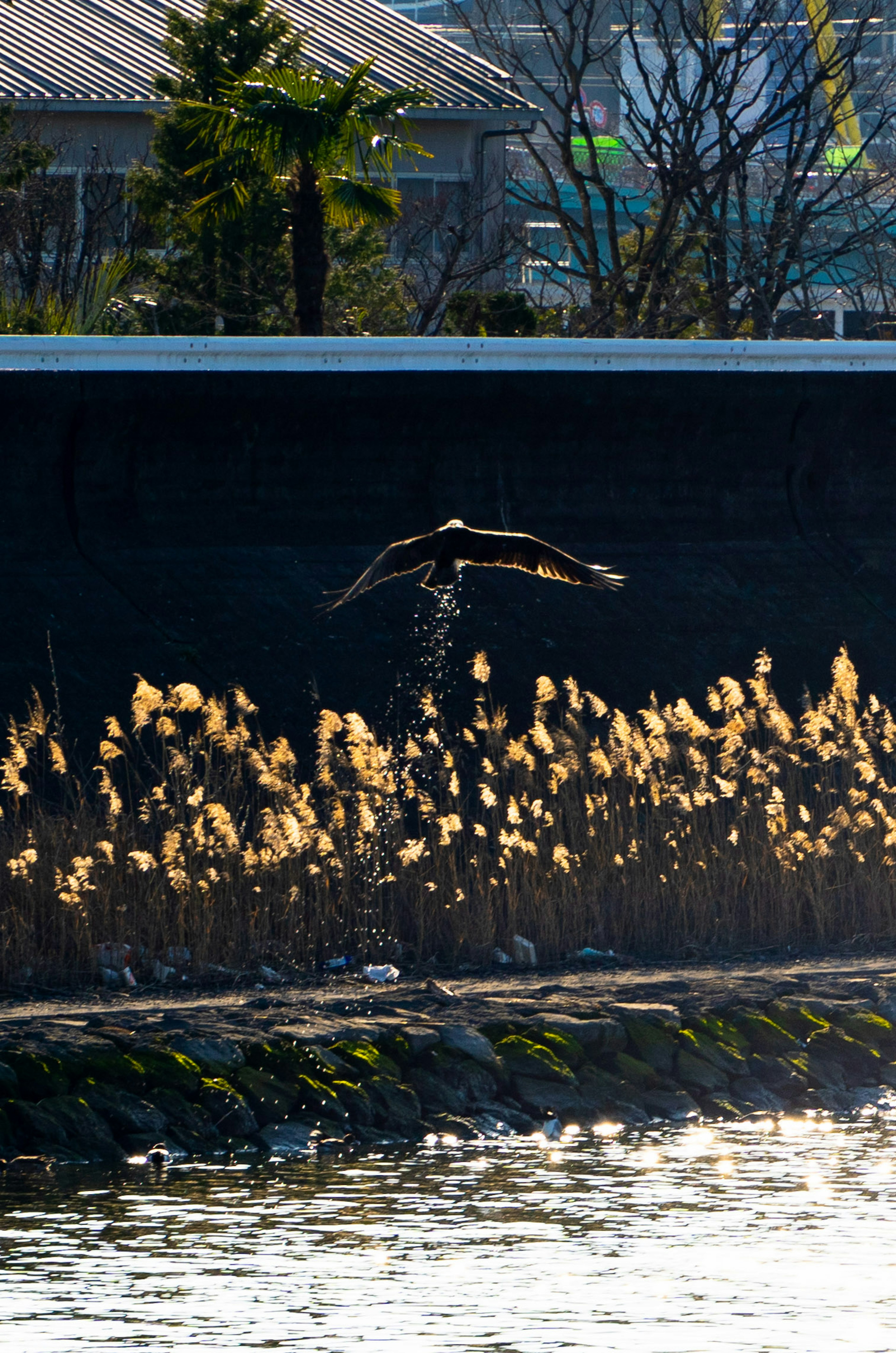 Vogel fliegt über Wasser mit goldenen Schilfrohren im Hintergrund