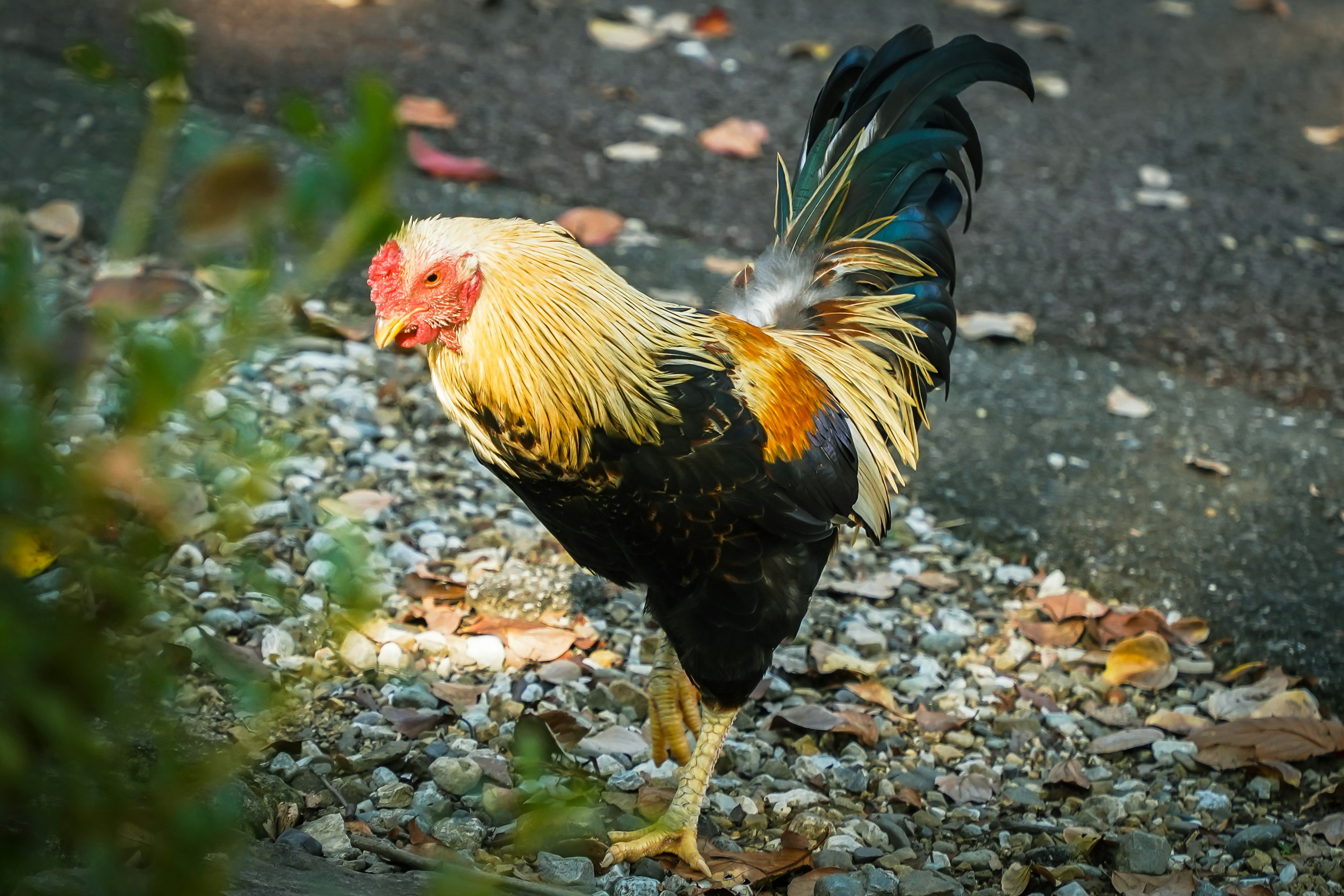 Seekor ayam jantan yang indah berjalan di tanah